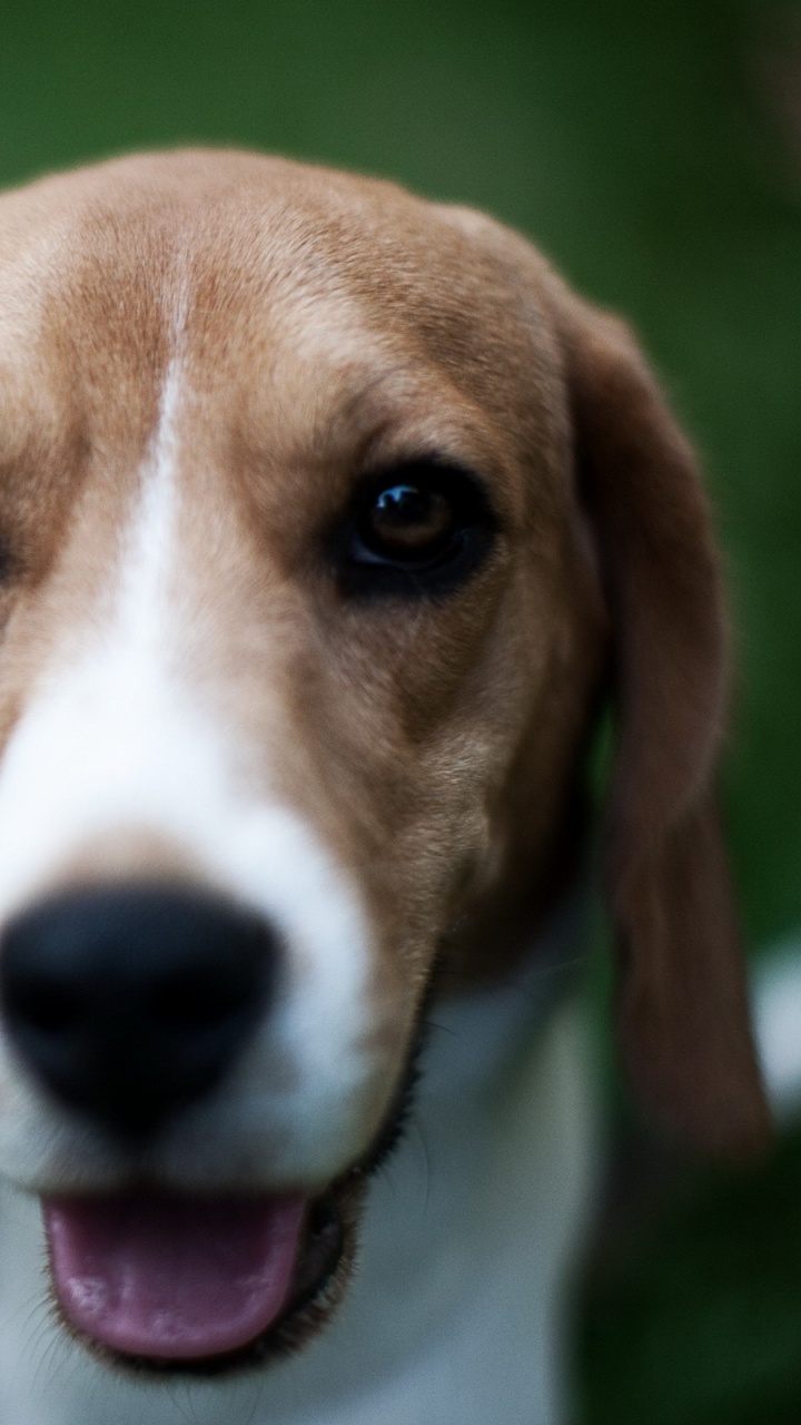 Chiot Beagle Tricolore Sur Terrain D'herbe Verte Pendant la Journée. Wallpaper in 720x1280 Resolution