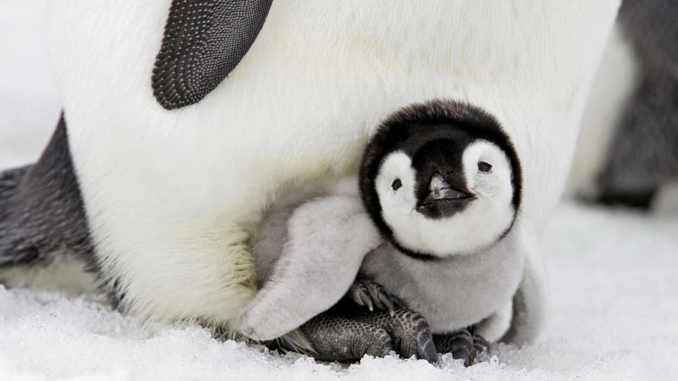 White and Black Penguin Plush Toy. Wallpaper in 1366x768 Resolution
