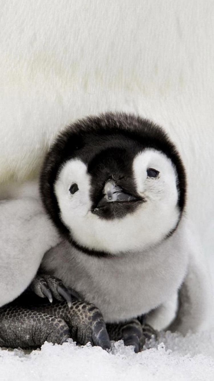 White and Black Penguin Plush Toy. Wallpaper in 750x1334 Resolution