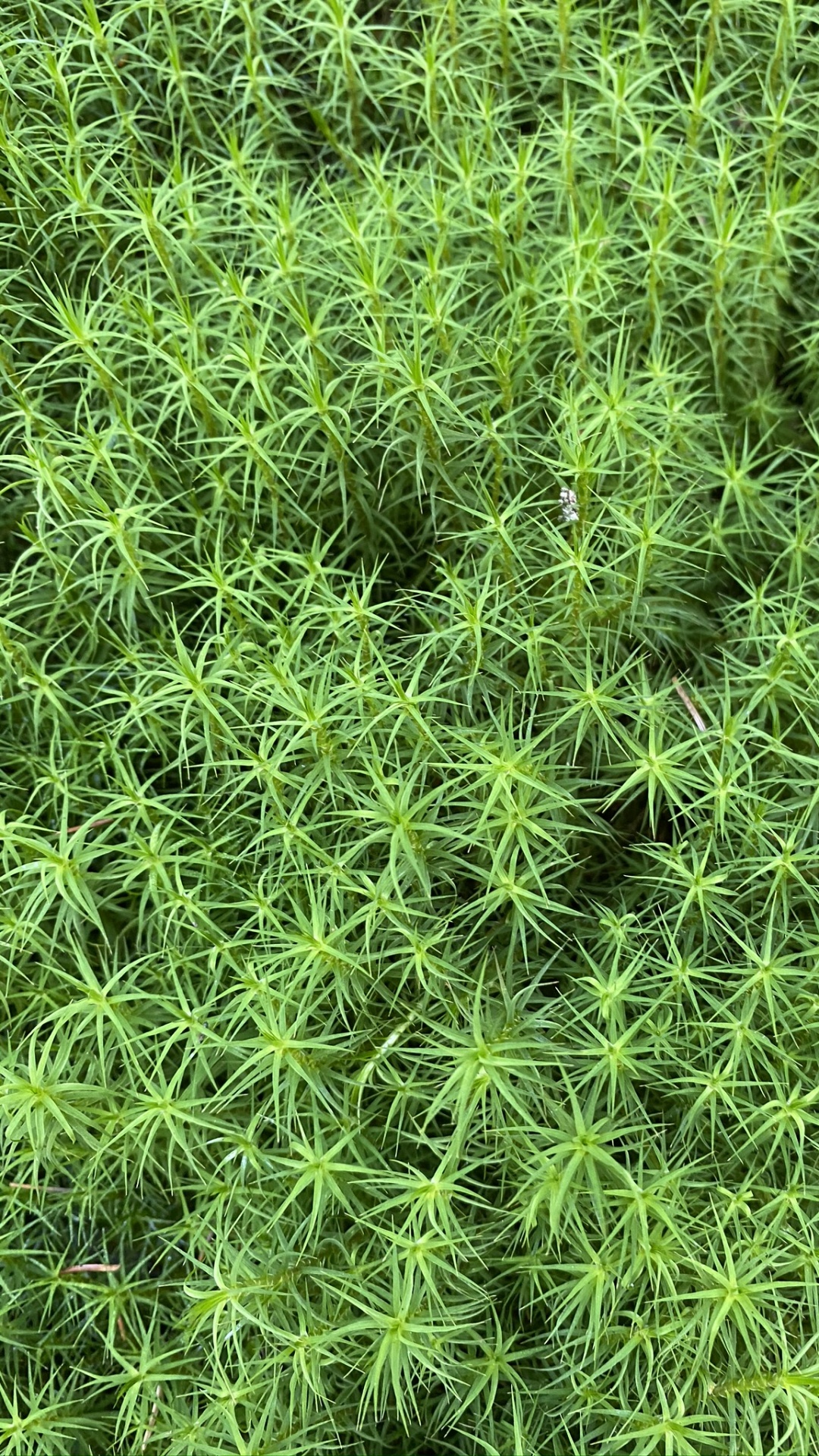 Vegetation, Groundcover, Shrub, Science, Biology. Wallpaper in 1080x1920 Resolution