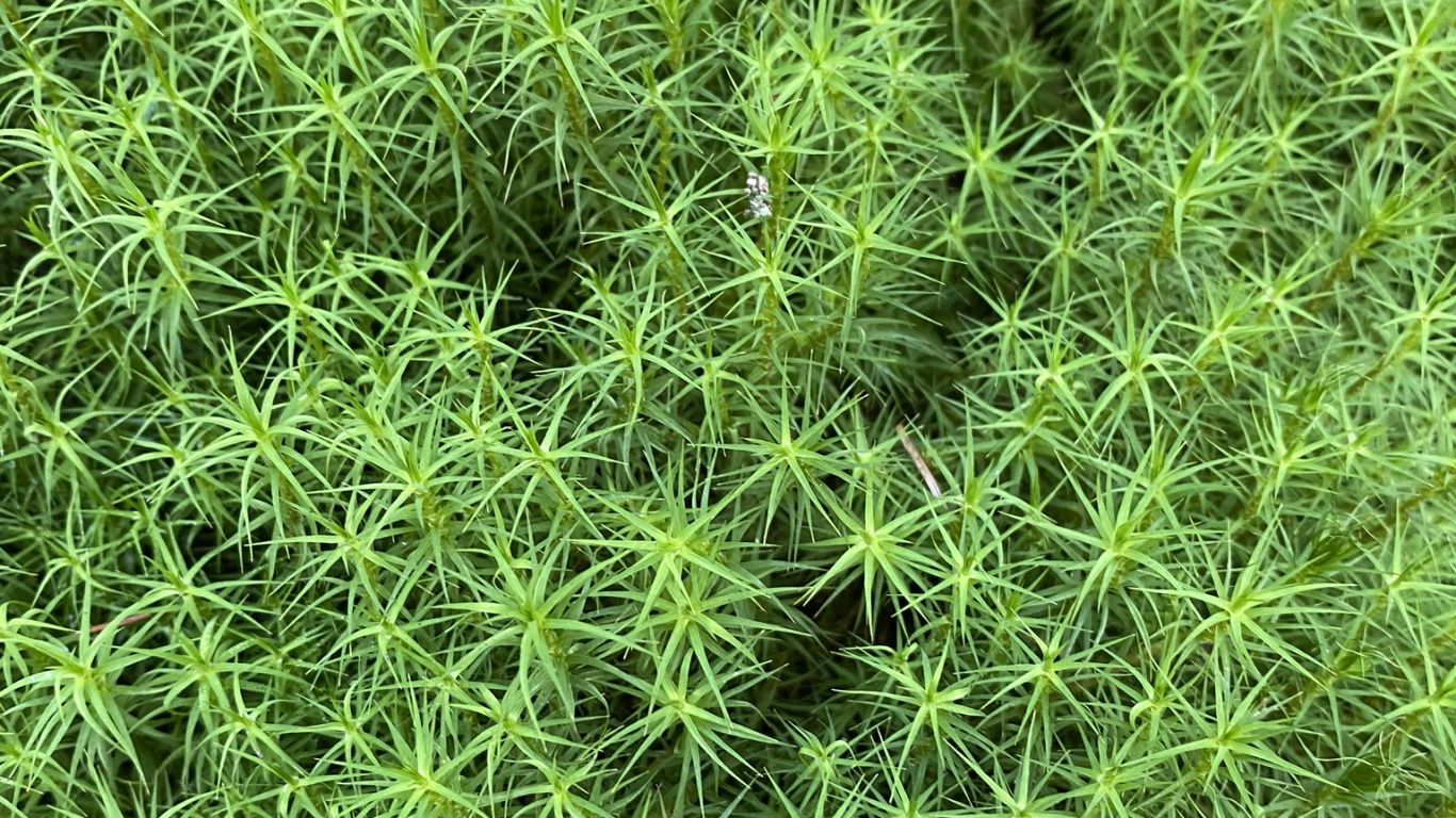 Vegetation, Groundcover, Shrub, Science, Biology. Wallpaper in 1366x768 Resolution