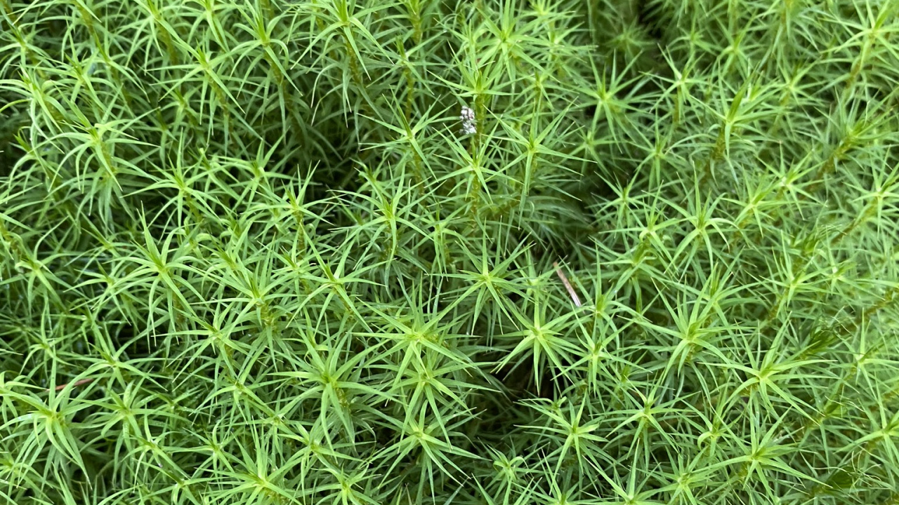 植被, 地被, 灌木, 科学, 生物学 壁纸 1280x720 允许