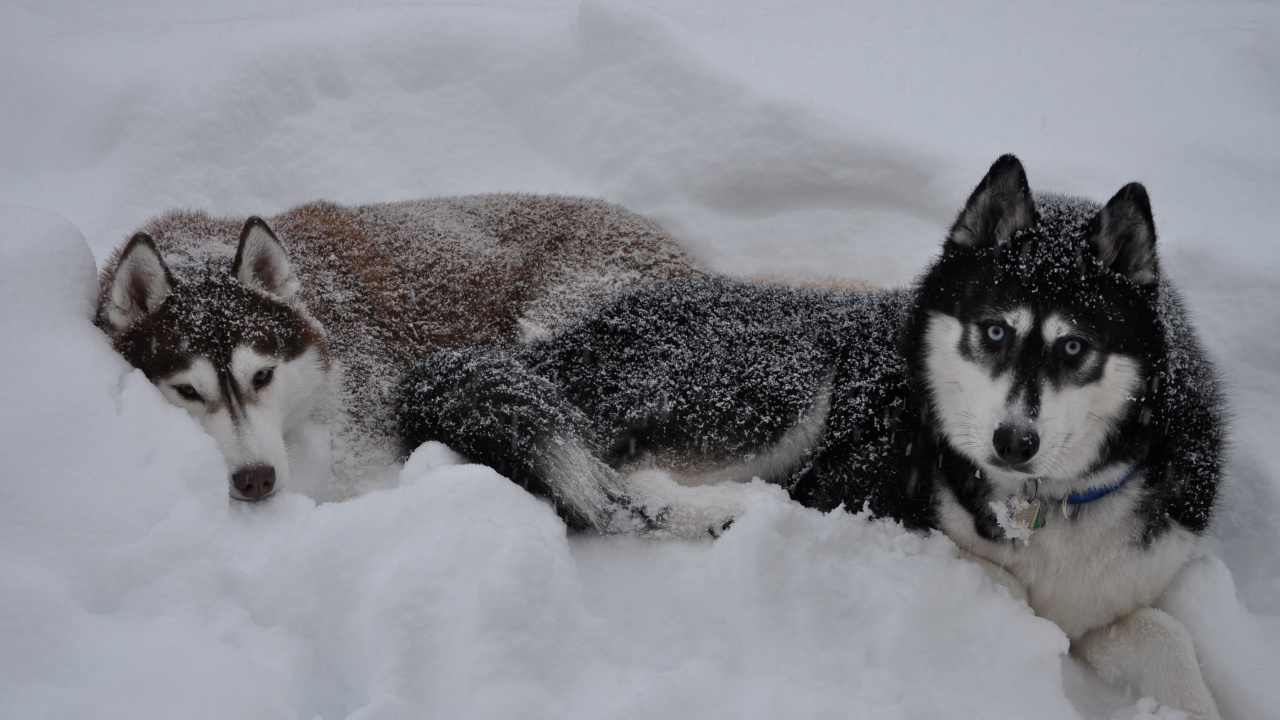 Black and White Siberian Husky Lying on Snow Covered Ground During Daytime. Wallpaper in 1280x720 Resolution
