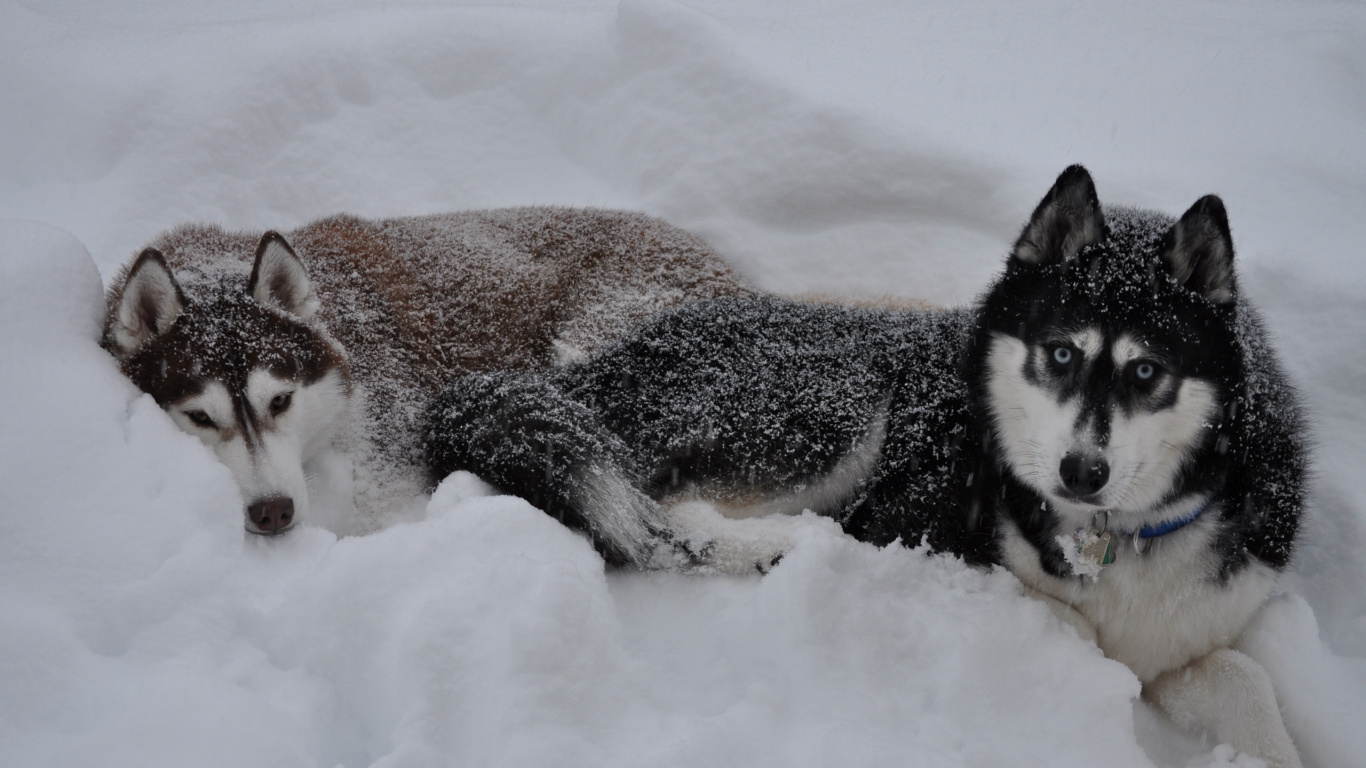 Black and White Siberian Husky Lying on Snow Covered Ground During Daytime. Wallpaper in 1366x768 Resolution