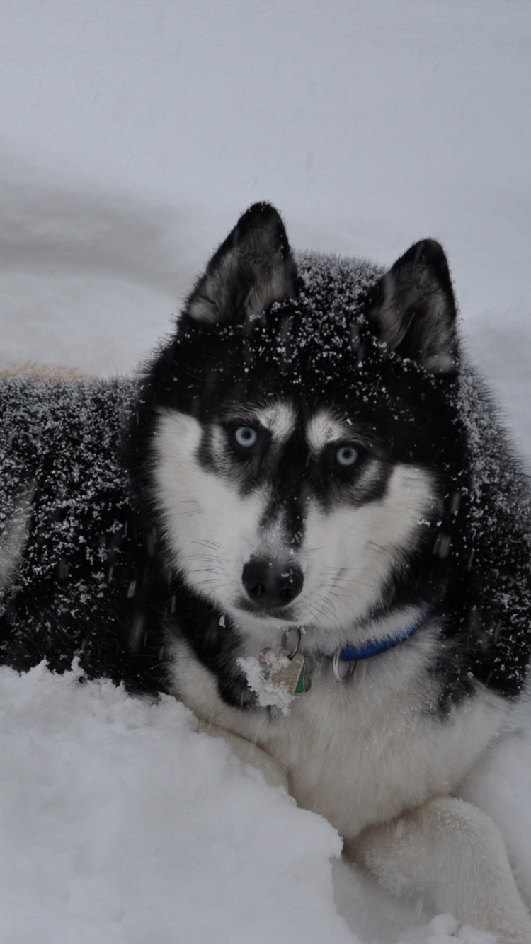 Black and White Siberian Husky Lying on Snow Covered Ground During Daytime. Wallpaper in 750x1334 Resolution