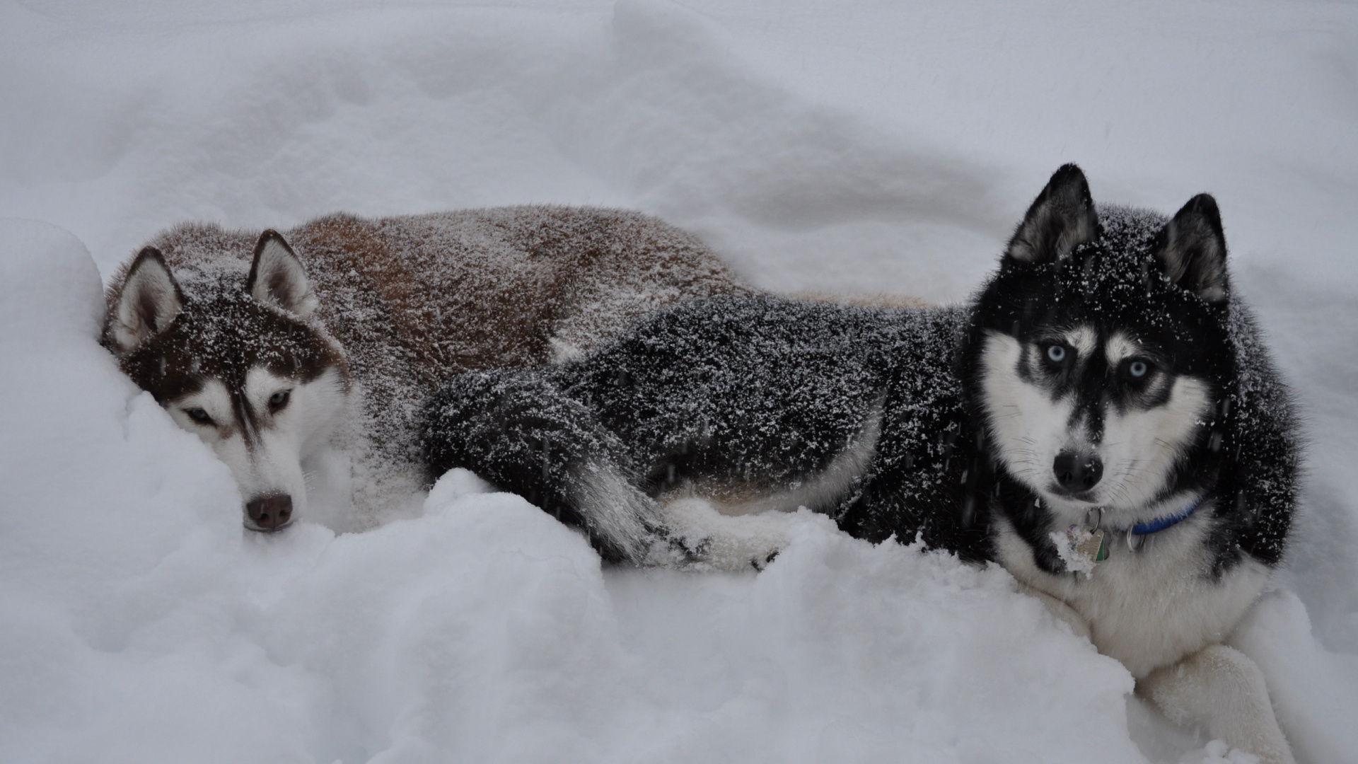Husky Siberiano en Blanco y Negro Tumbado en el Suelo Cubierto de Nieve Durante el Día. Wallpaper in 1920x1080 Resolution