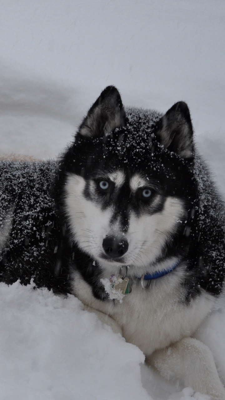 Husky Siberiano en Blanco y Negro Tumbado en el Suelo Cubierto de Nieve Durante el Día. Wallpaper in 720x1280 Resolution