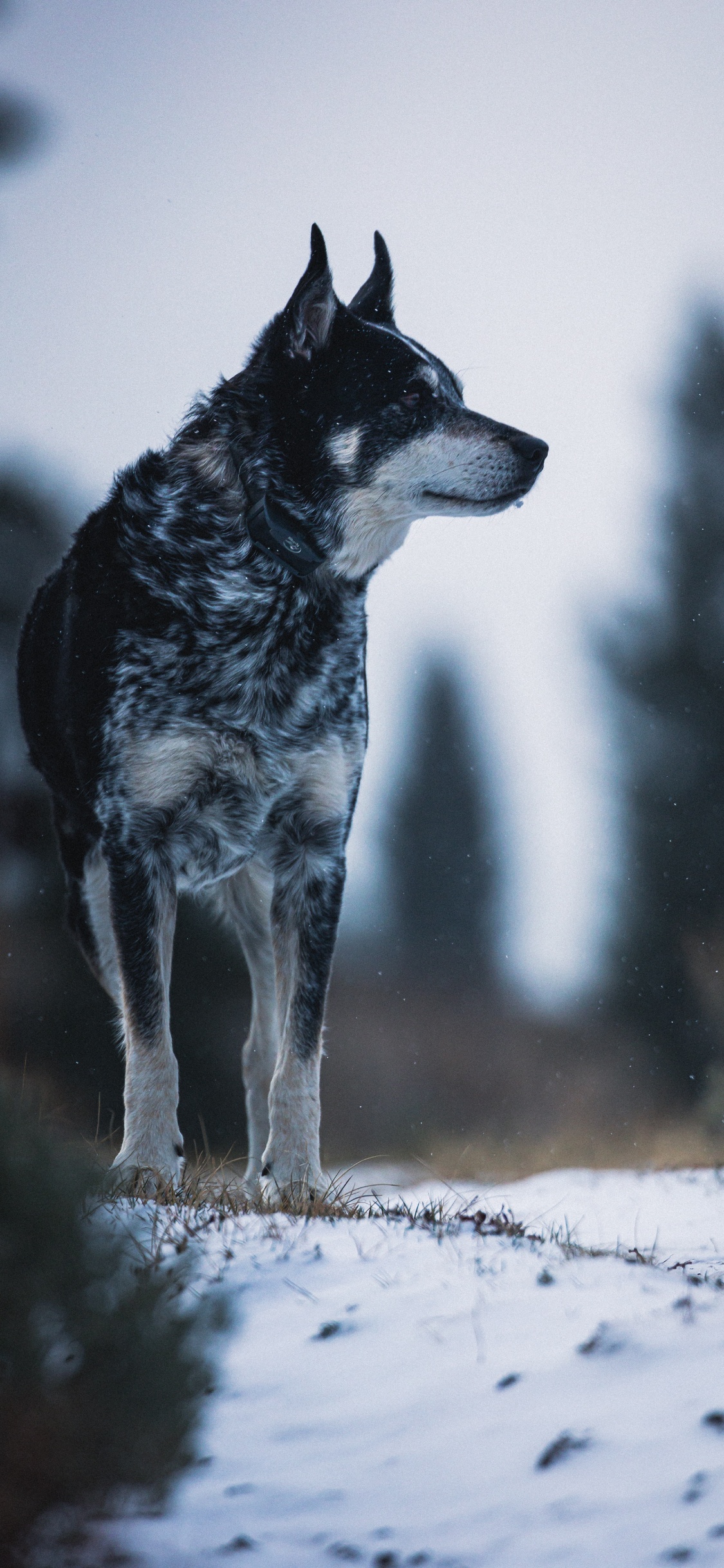 Schwarz-weißer Wolf Auf Schneebedecktem Boden. Wallpaper in 1125x2436 Resolution