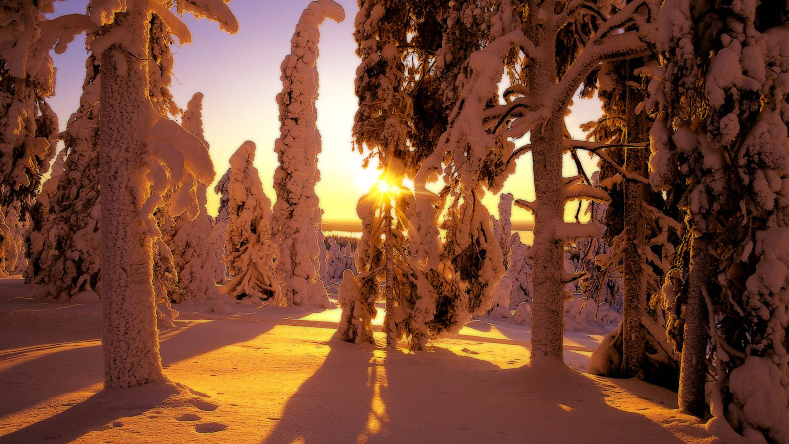 Arbres Bruns Sur le Sable Brun Pendant le Coucher du Soleil. Wallpaper in 2560x1440 Resolution