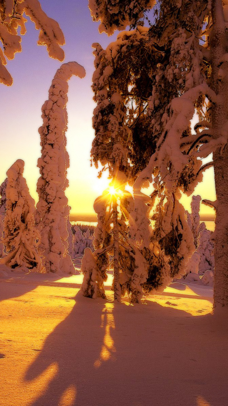 Arbres Bruns Sur le Sable Brun Pendant le Coucher du Soleil. Wallpaper in 750x1334 Resolution