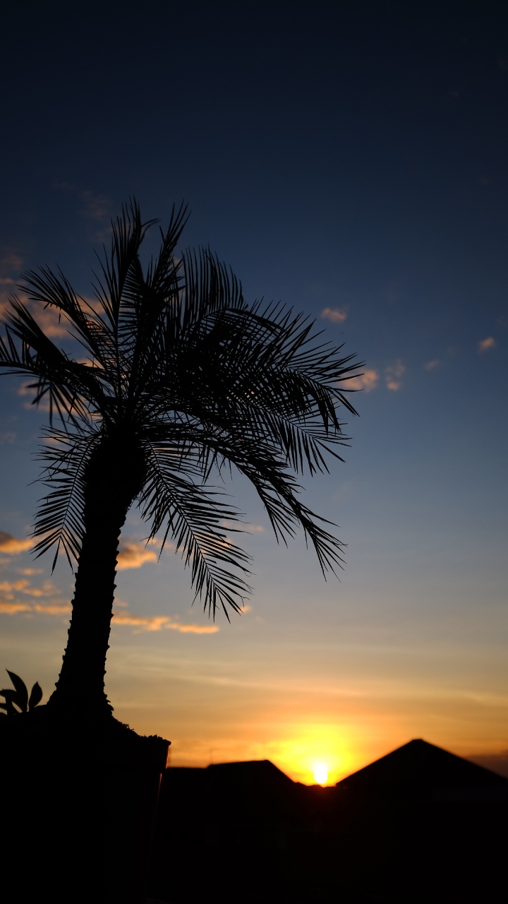 Silhouette de Palmier Pendant le Coucher du Soleil. Wallpaper in 720x1280 Resolution