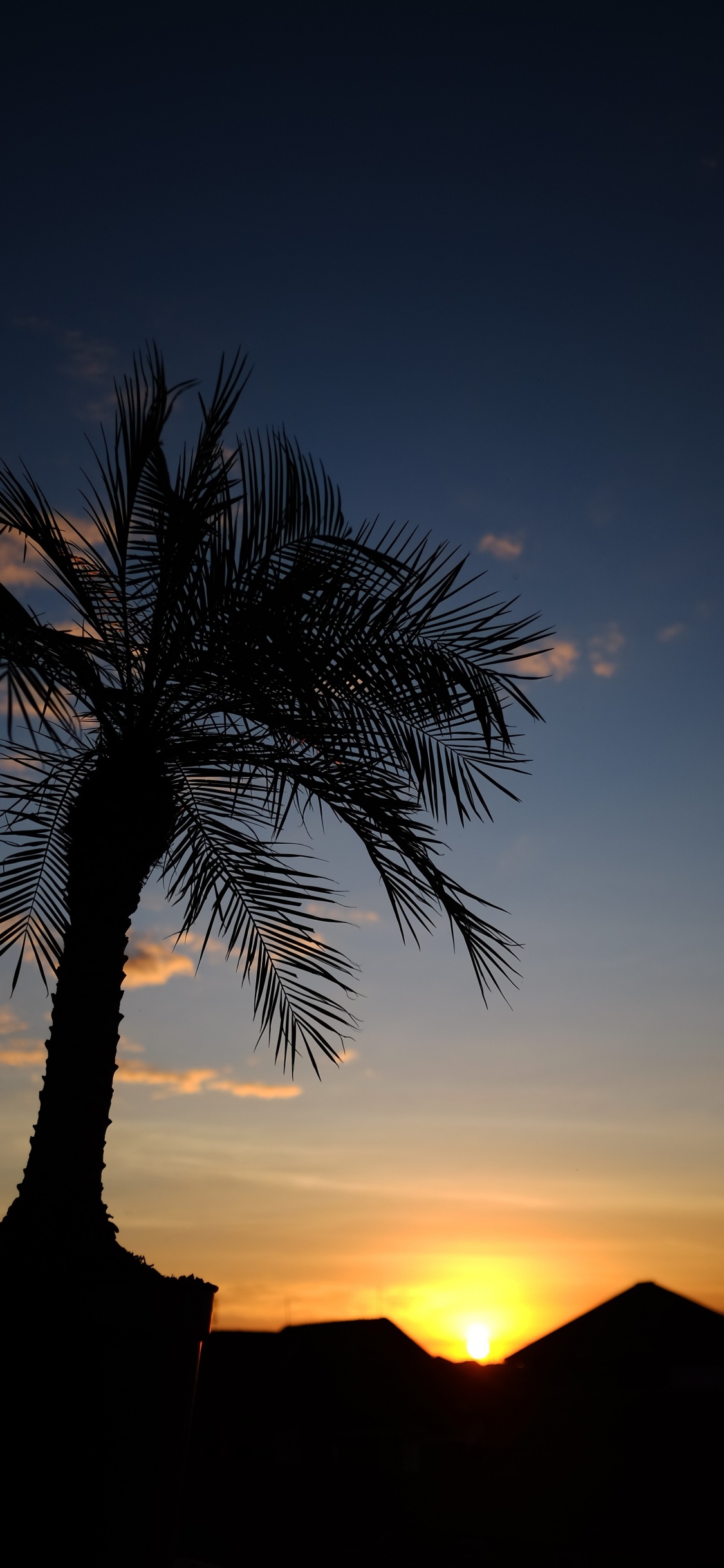 Silhouette Der Palme Bei Sonnenuntergang. Wallpaper in 1125x2436 Resolution