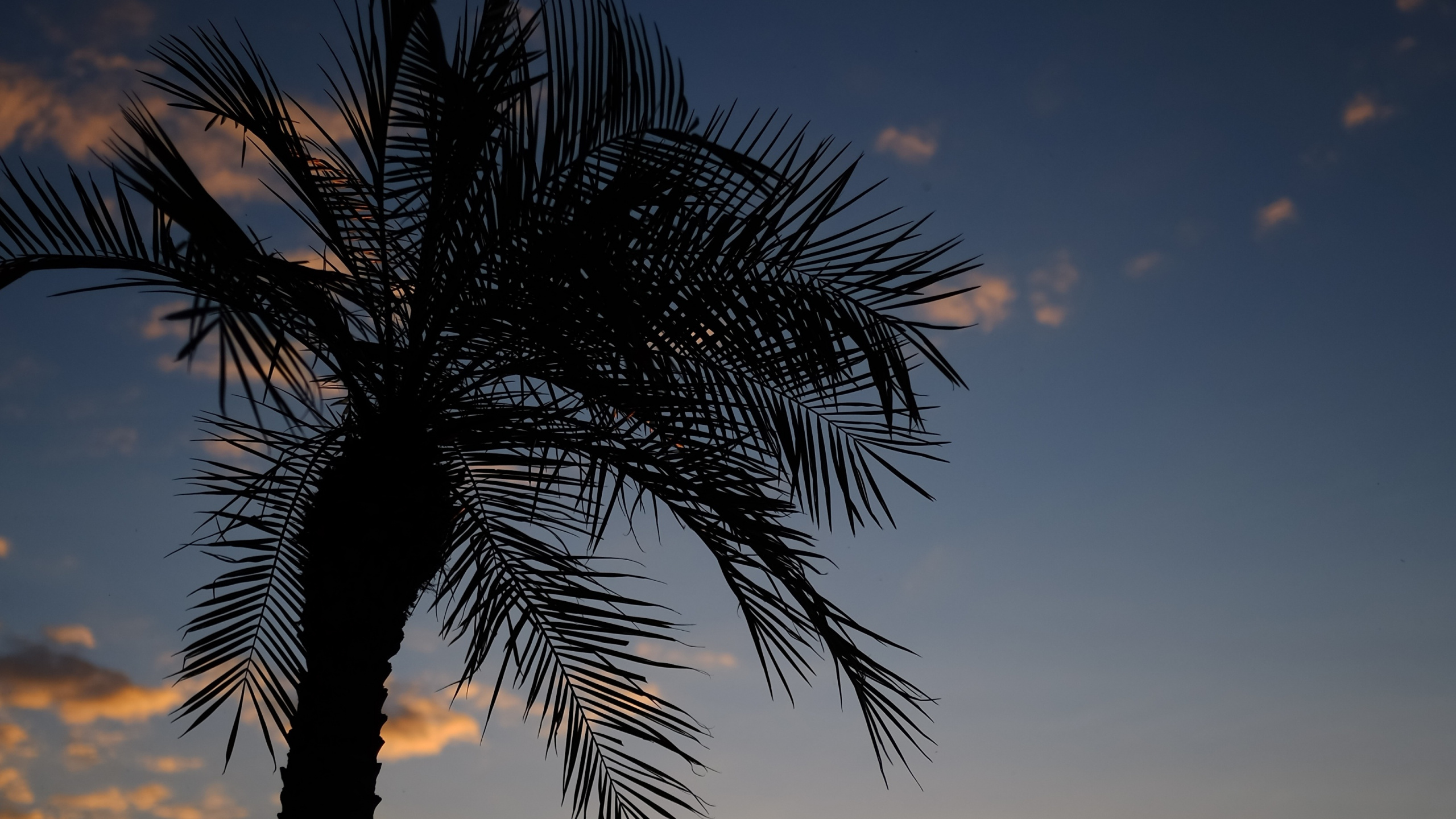 Silhouette Der Palme Bei Sonnenuntergang. Wallpaper in 2560x1440 Resolution