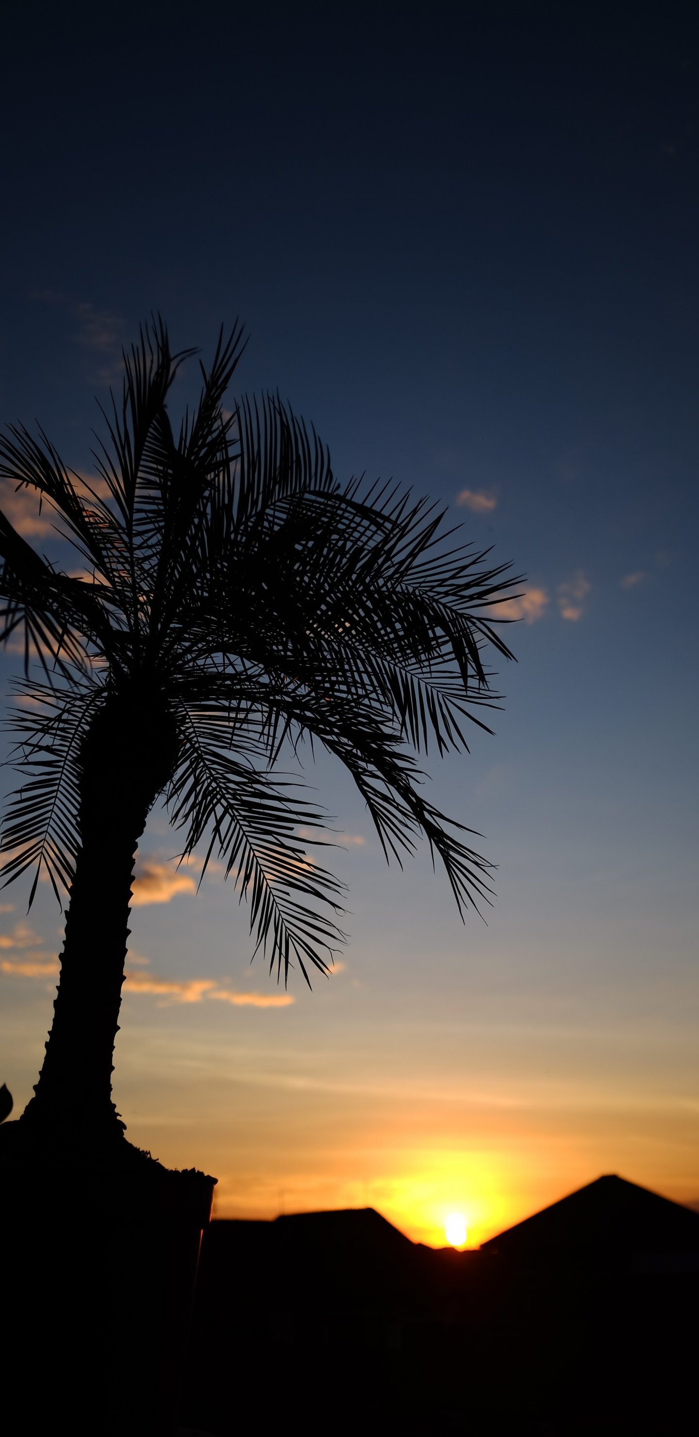 Silhouette of Palm Tree During Sunset. Wallpaper in 1440x2960 Resolution