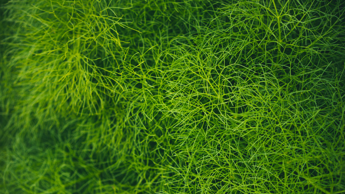 Pelouse, Green, Végétation, Feuille, Plante Terrestre. Wallpaper in 1366x768 Resolution