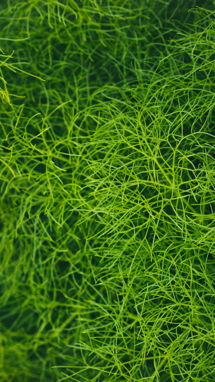 Pelouse, Green, Végétation, Feuille, Plante Terrestre. Wallpaper in 750x1334 Resolution