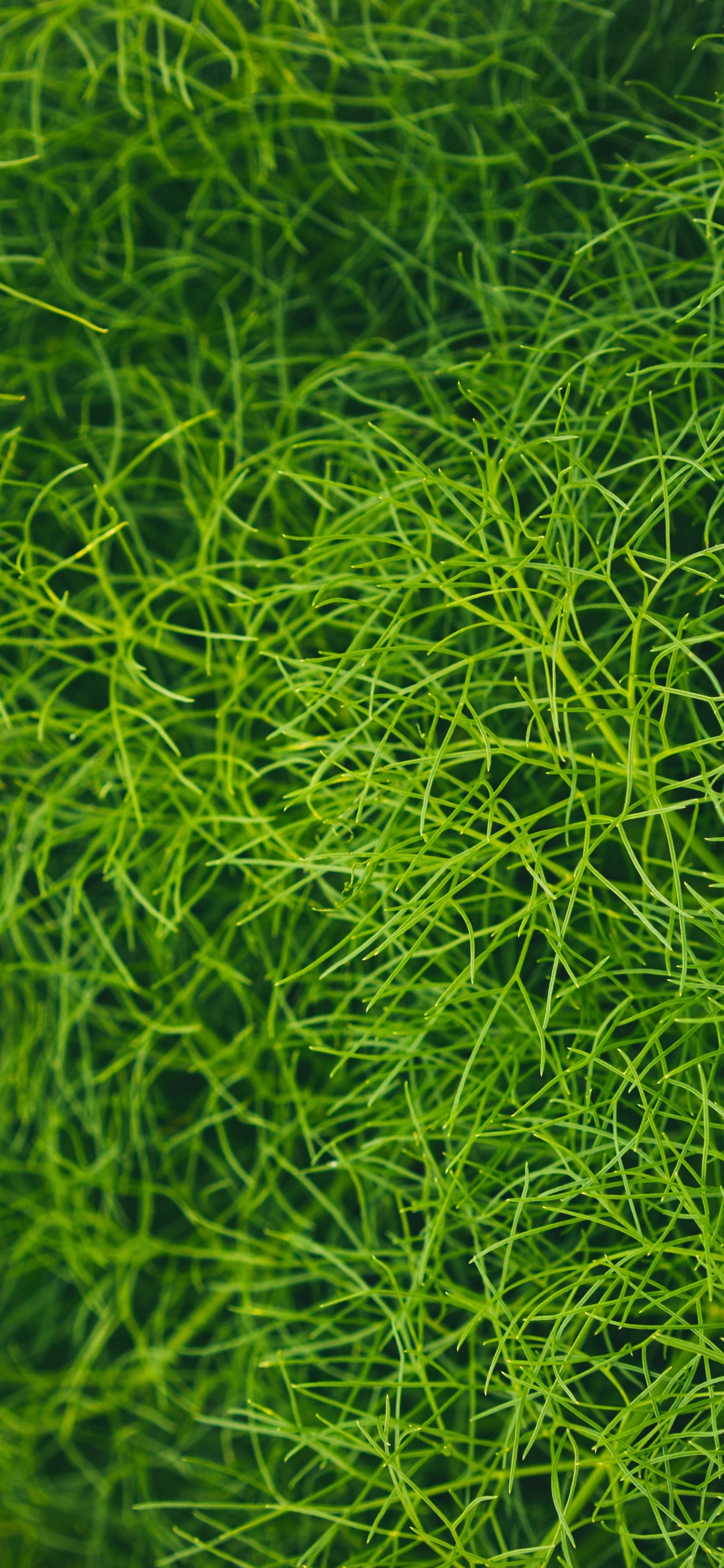 Lawn, Green, Vegetation, Grass, Leaf. Wallpaper in 1242x2688 Resolution