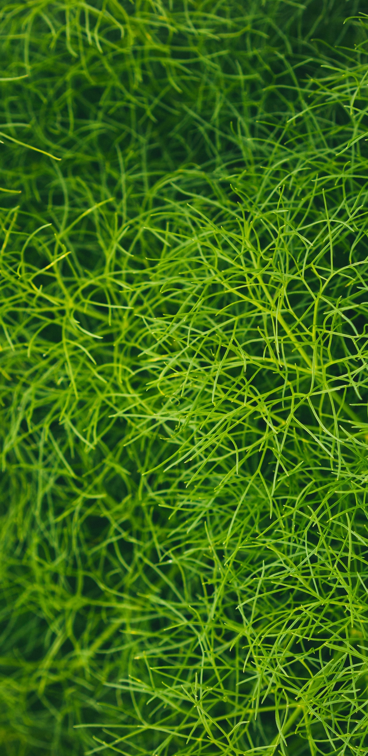 Lawn, Green, Vegetation, Grass, Leaf. Wallpaper in 1440x2960 Resolution