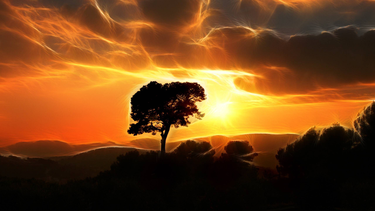 Silhouette of Tree During Sunset. Wallpaper in 1280x720 Resolution
