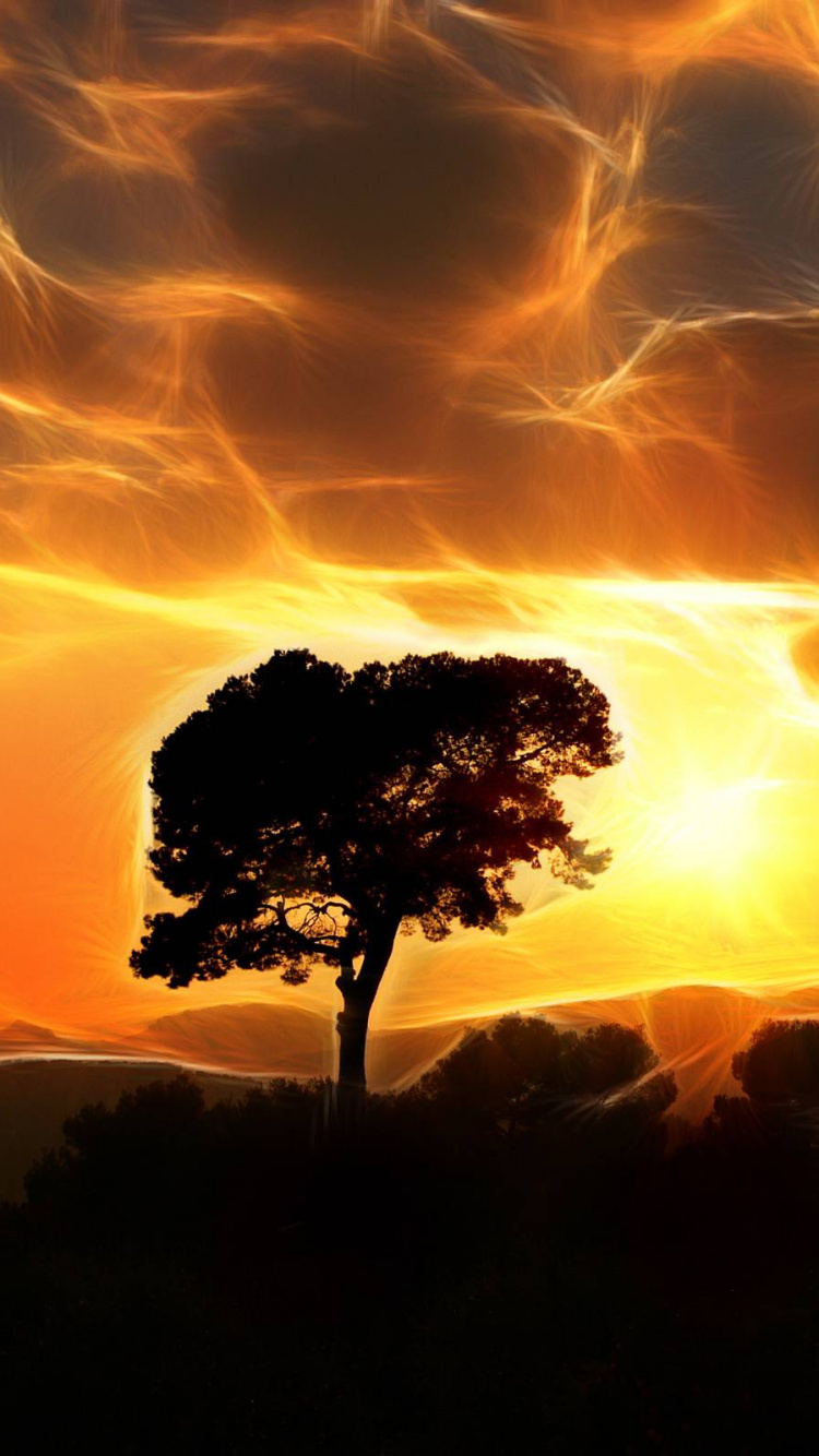 Silhouette of Tree During Sunset. Wallpaper in 750x1334 Resolution