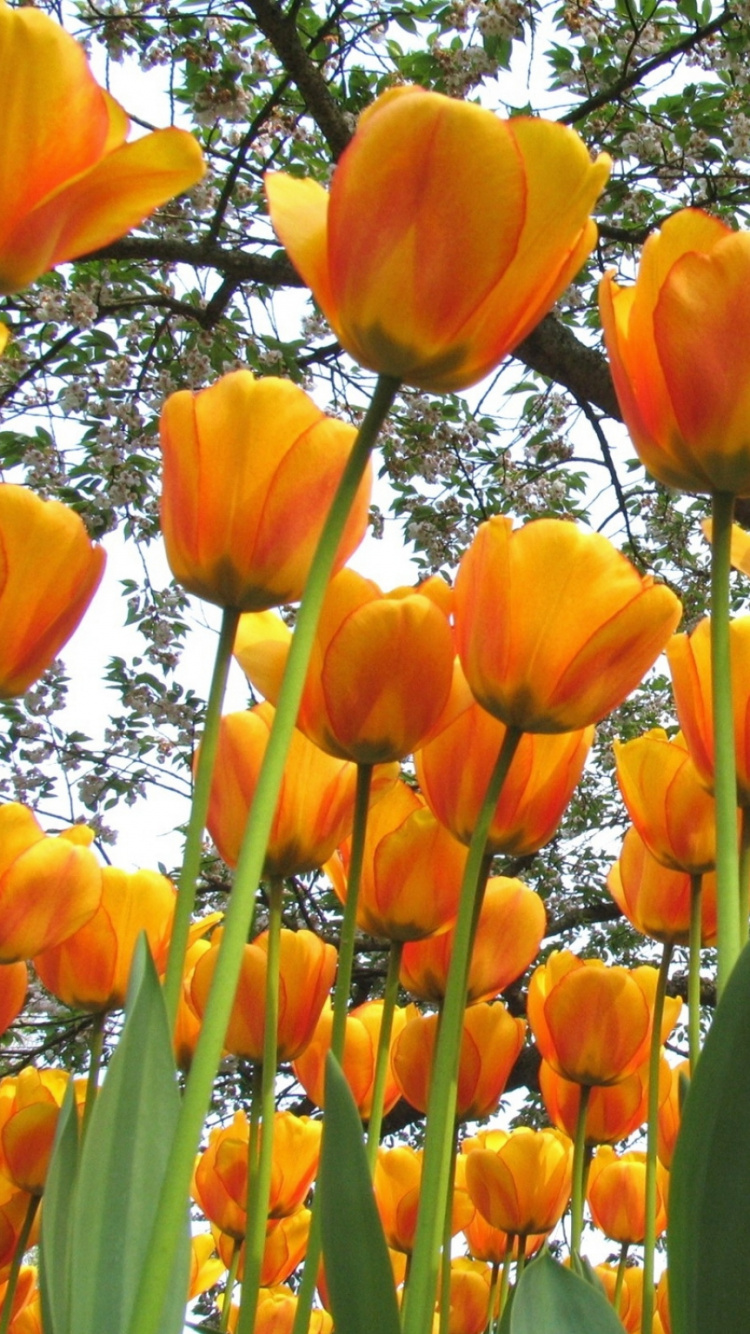 Gelbes Tulpenfeld Tagsüber. Wallpaper in 750x1334 Resolution