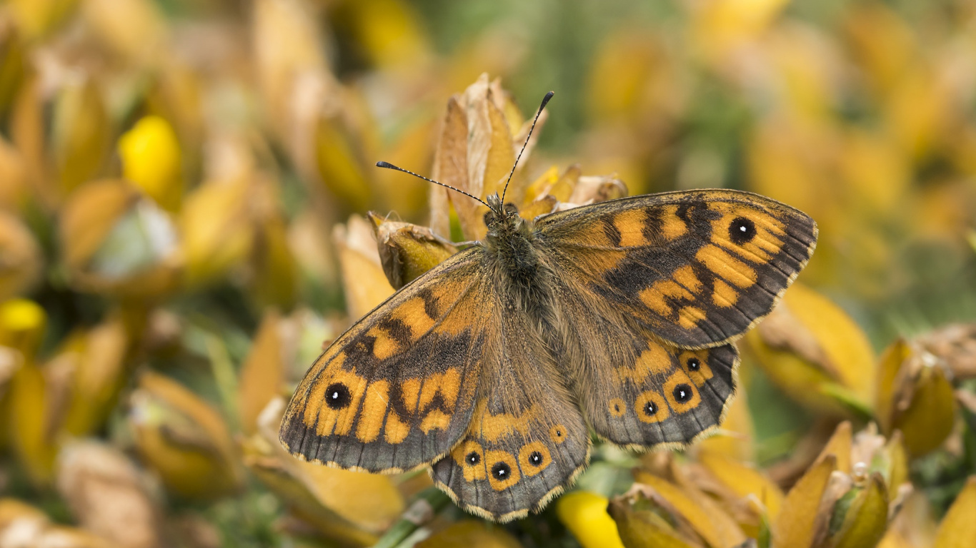 Brauner Und Schwarzer Schmetterling Thront Auf Gelber Blume in Nahaufnahme Während Des Tages. Wallpaper in 1366x768 Resolution