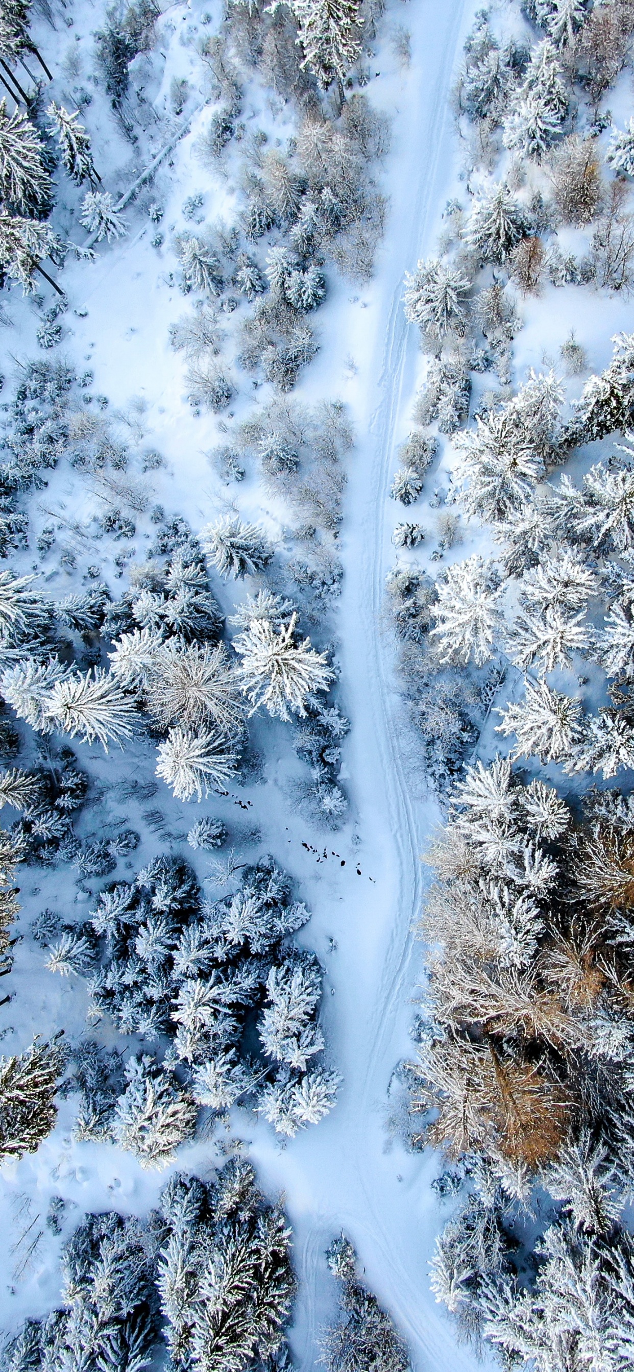 Agua, Nieve, Ramita, Congelación, Paisaje Natural. Wallpaper in 1242x2688 Resolution