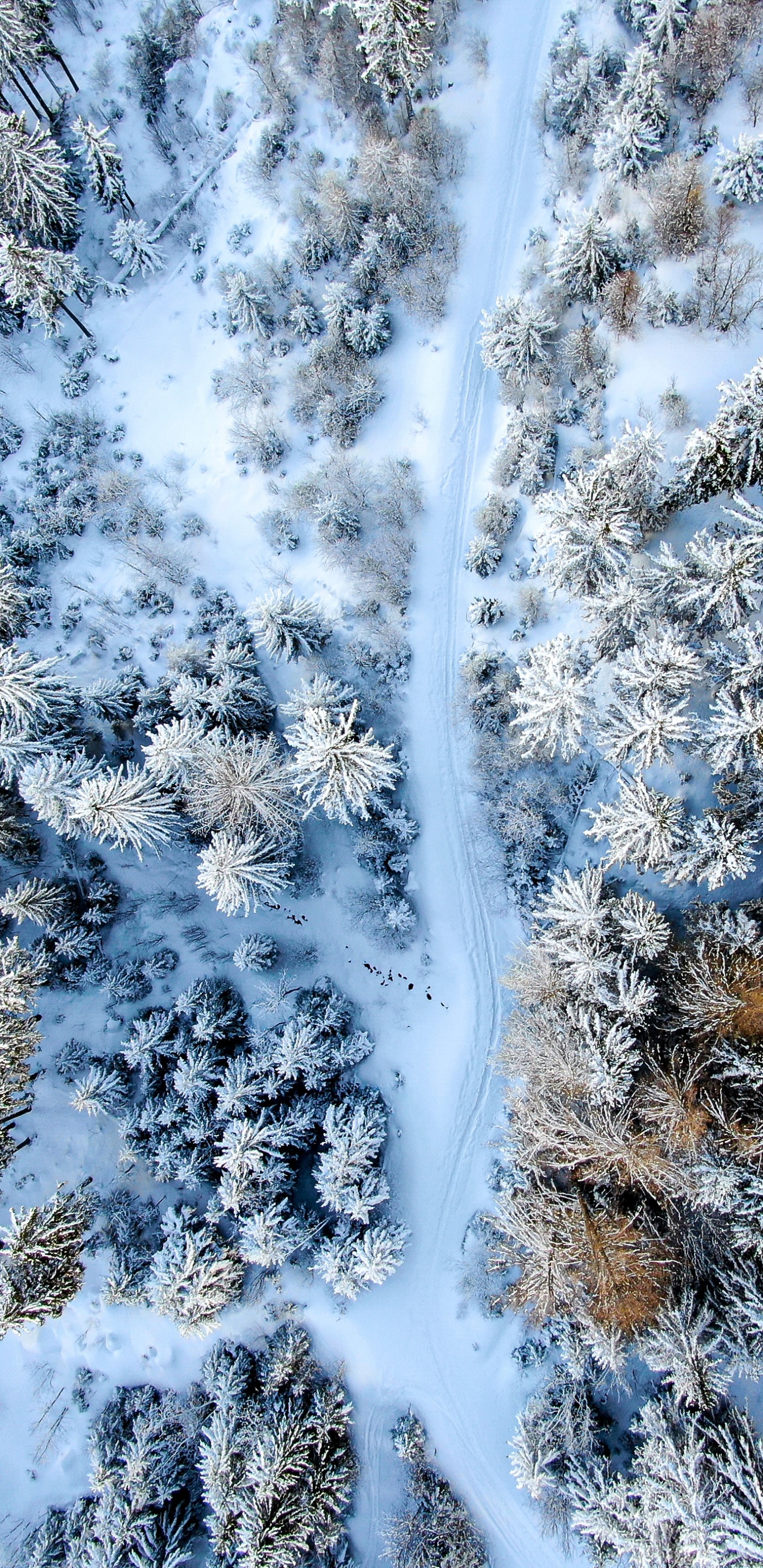 Eau, Neige, Rameau, Congélation, Paysage Naturel. Wallpaper in 1440x2960 Resolution