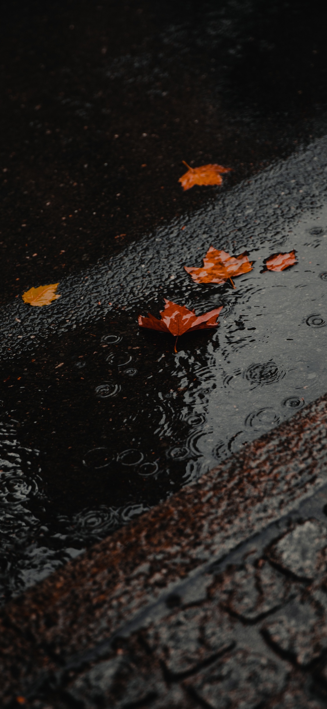 Eau, Surface de la Route, Asphalt, Feuille, Réflexion. Wallpaper in 1125x2436 Resolution