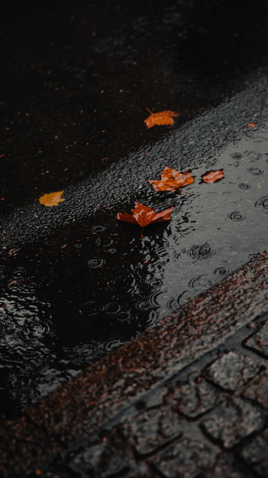 Wasser, Fahrbahn, Asphalt, Blatt, Reflexion. Wallpaper in 1080x1920 Resolution
