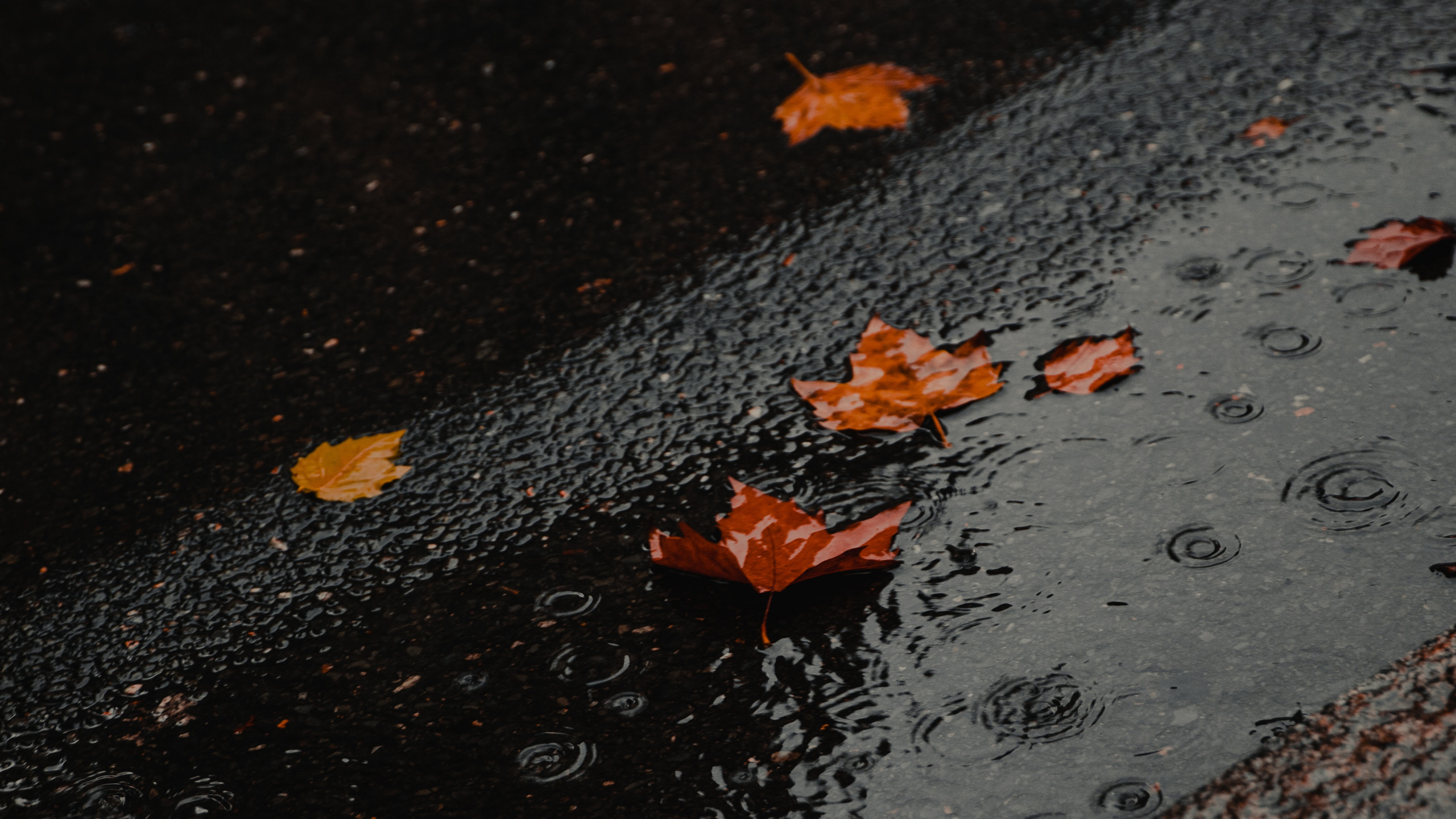 Wasser, Fahrbahn, Asphalt, Blatt, Reflexion. Wallpaper in 2560x1440 Resolution