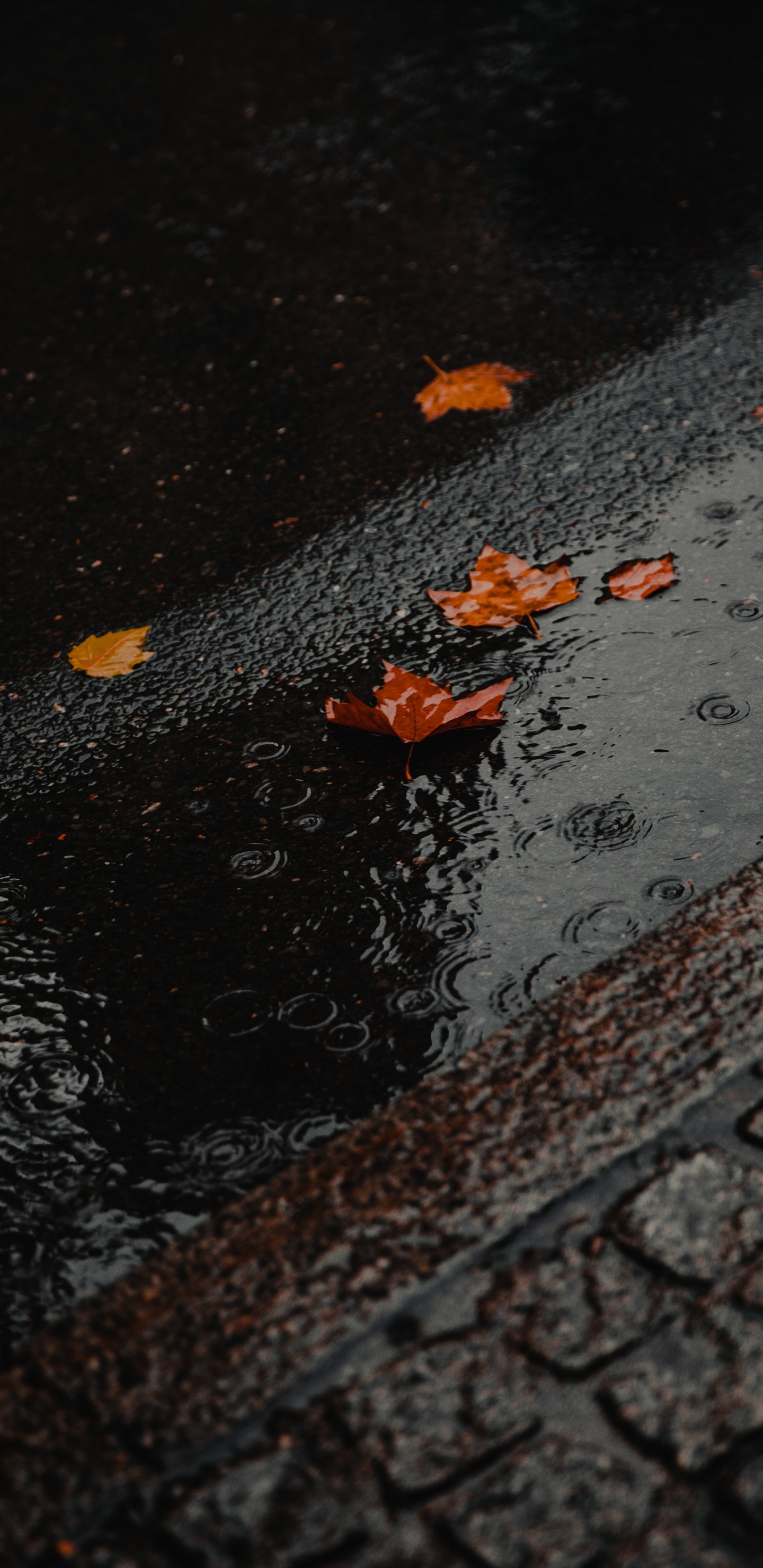 Water, Road Surface, Asphalt, Leaf, Reflection. Wallpaper in 1440x2960 Resolution