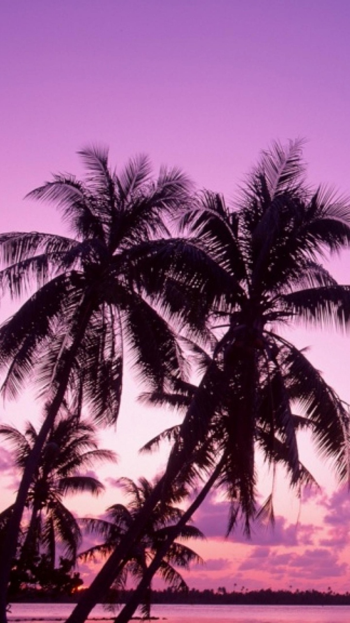 Palmera Cerca Del Cuerpo de Agua Durante la Puesta de Sol. Wallpaper in 720x1280 Resolution