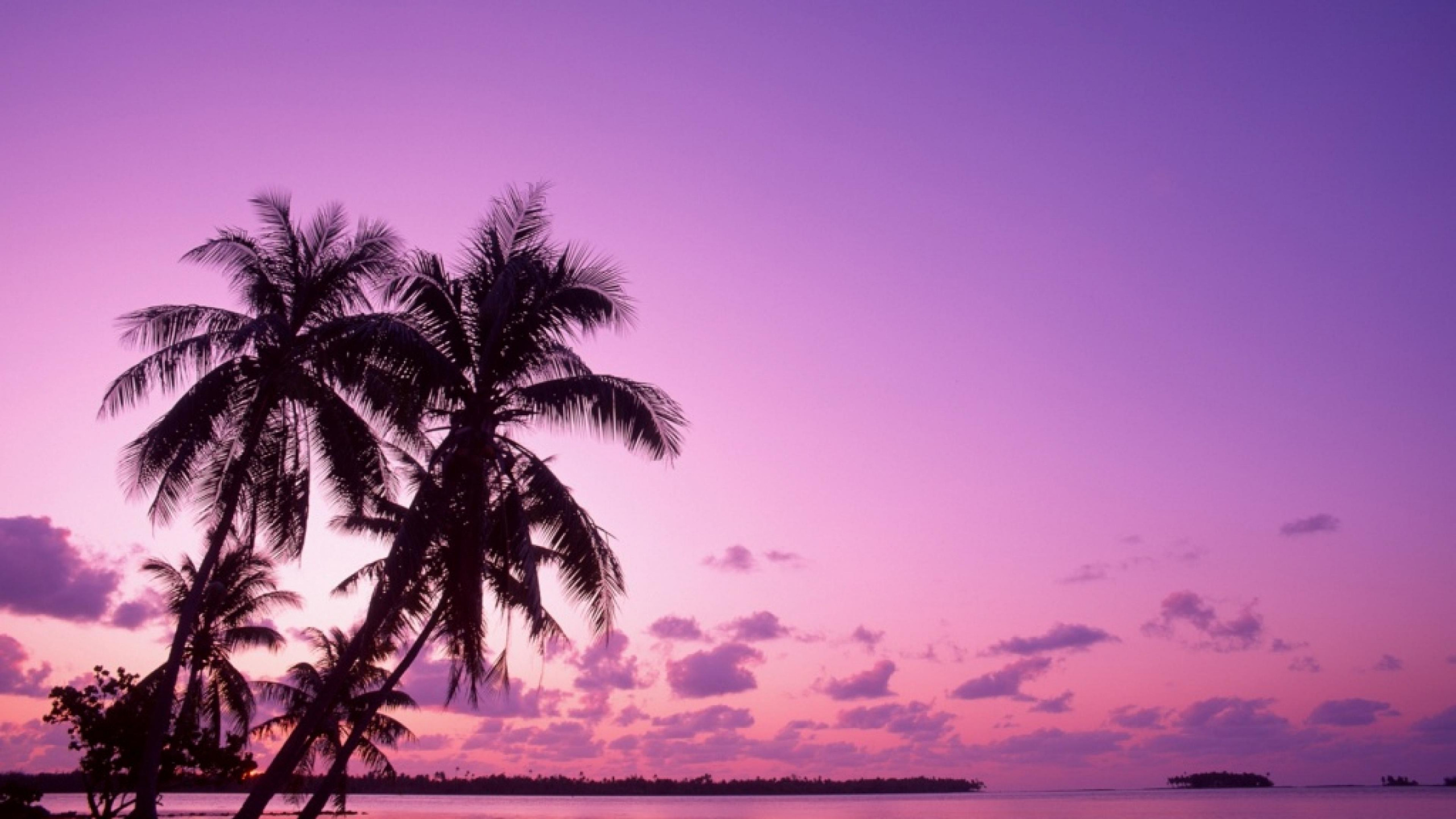 Palm Tree Near Body of Water During Sunset. Wallpaper in 2560x1440 Resolution