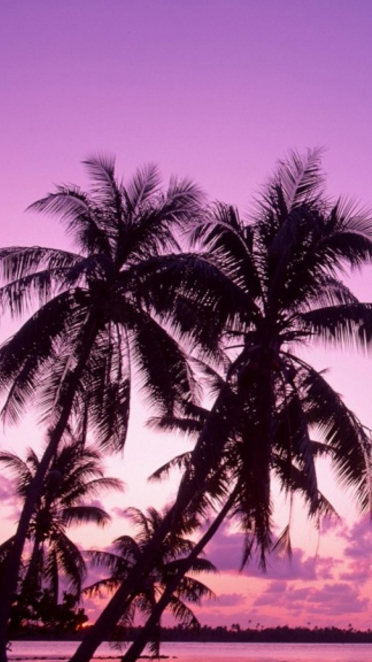 Palmier Près du Plan D'eau Pendant le Coucher du Soleil. Wallpaper in 750x1334 Resolution