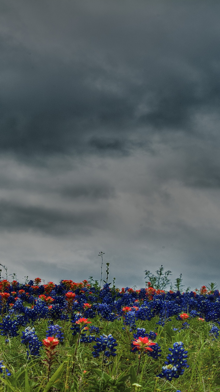 Flores Azules Bajo Nubes Grises. Wallpaper in 720x1280 Resolution