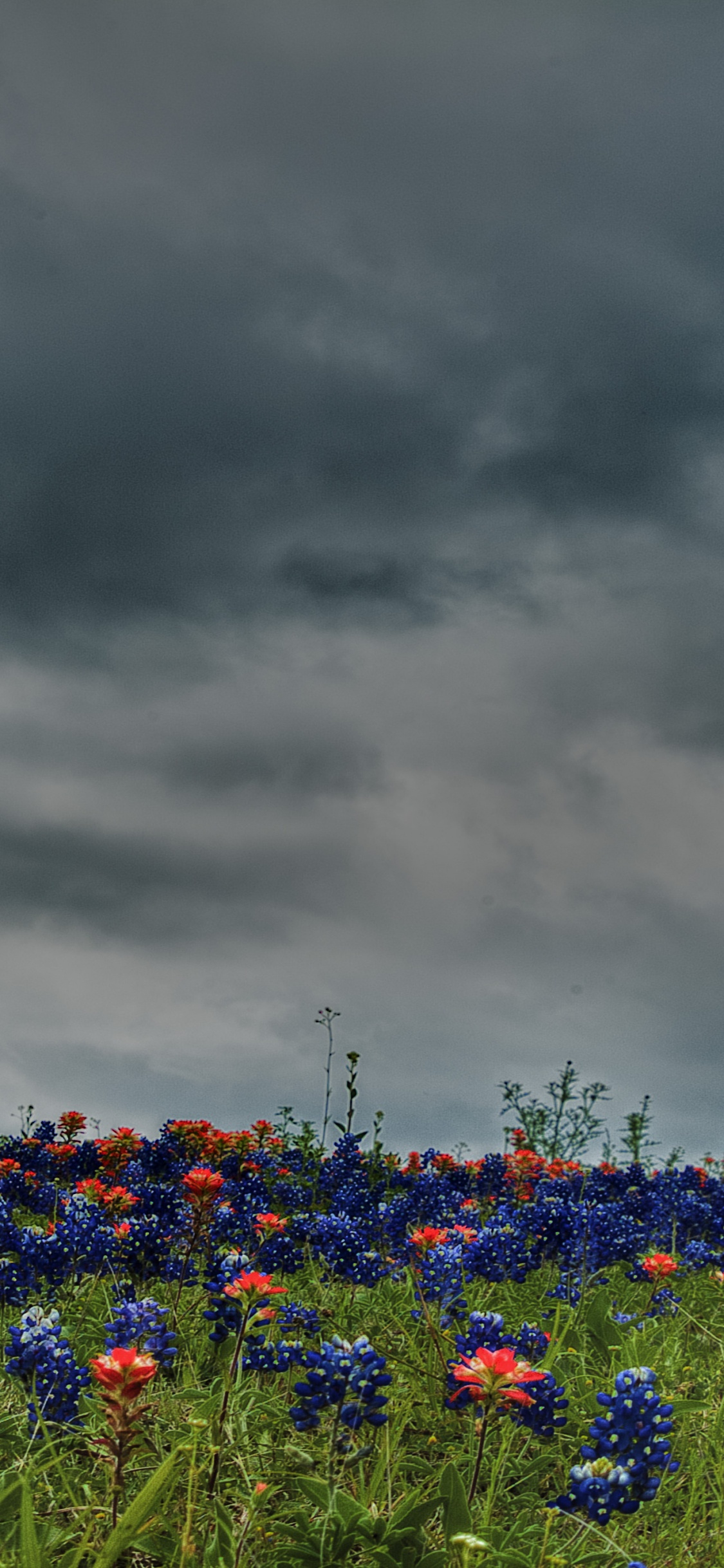 Blue Flowers Under Gray Clouds. Wallpaper in 1125x2436 Resolution