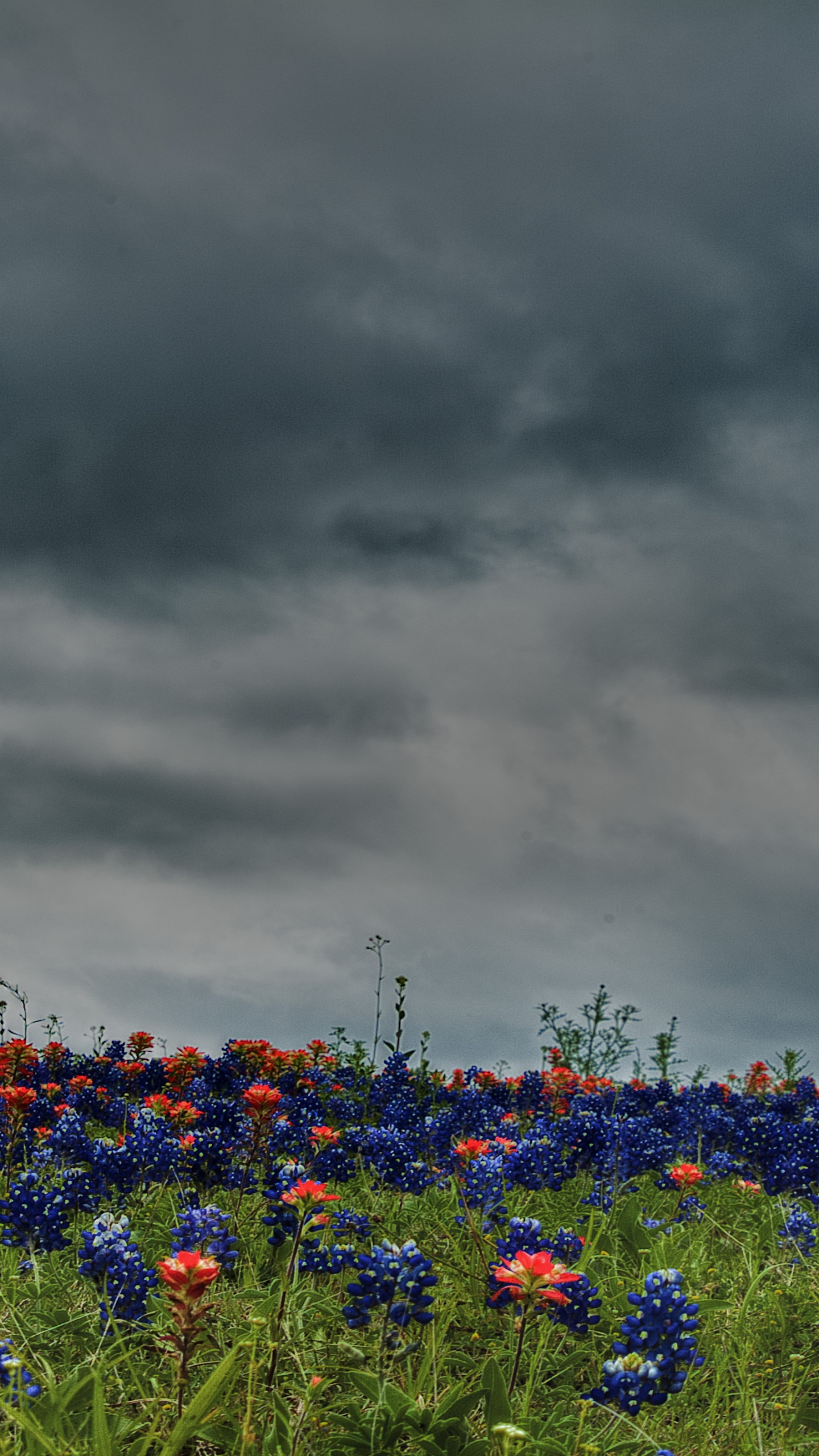 Blue Flowers Under Gray Clouds. Wallpaper in 1440x2560 Resolution
