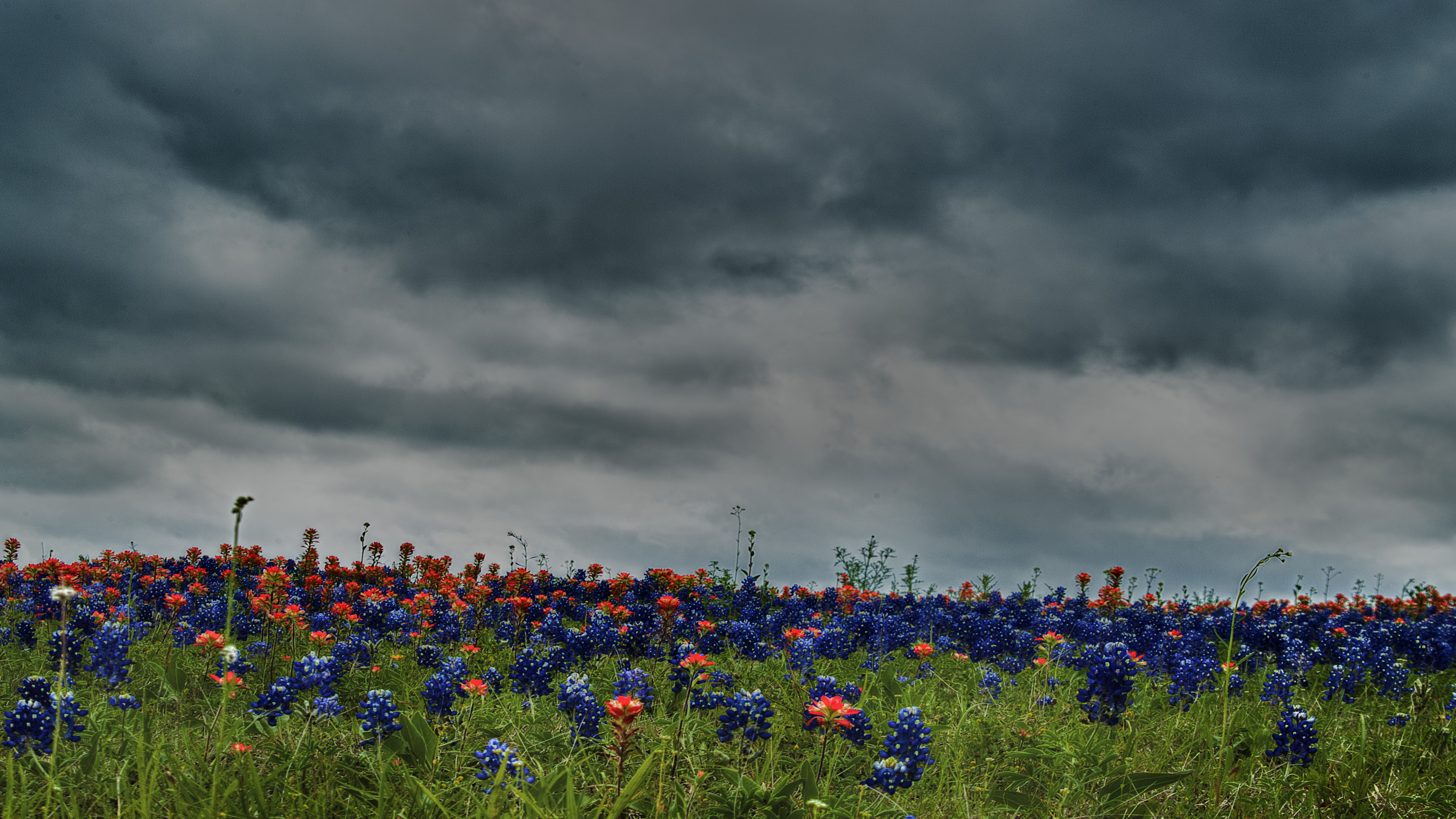 Blue Flowers Under Gray Clouds. Wallpaper in 3840x2160 Resolution