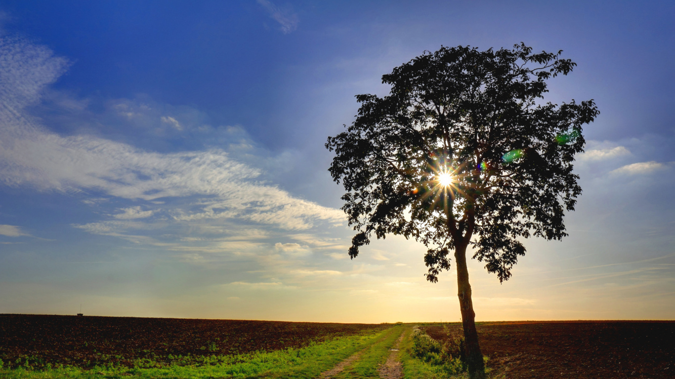 Grüner Baum Auf Grüner Wiese Unter Blauem Himmel Tagsüber. Wallpaper in 1366x768 Resolution