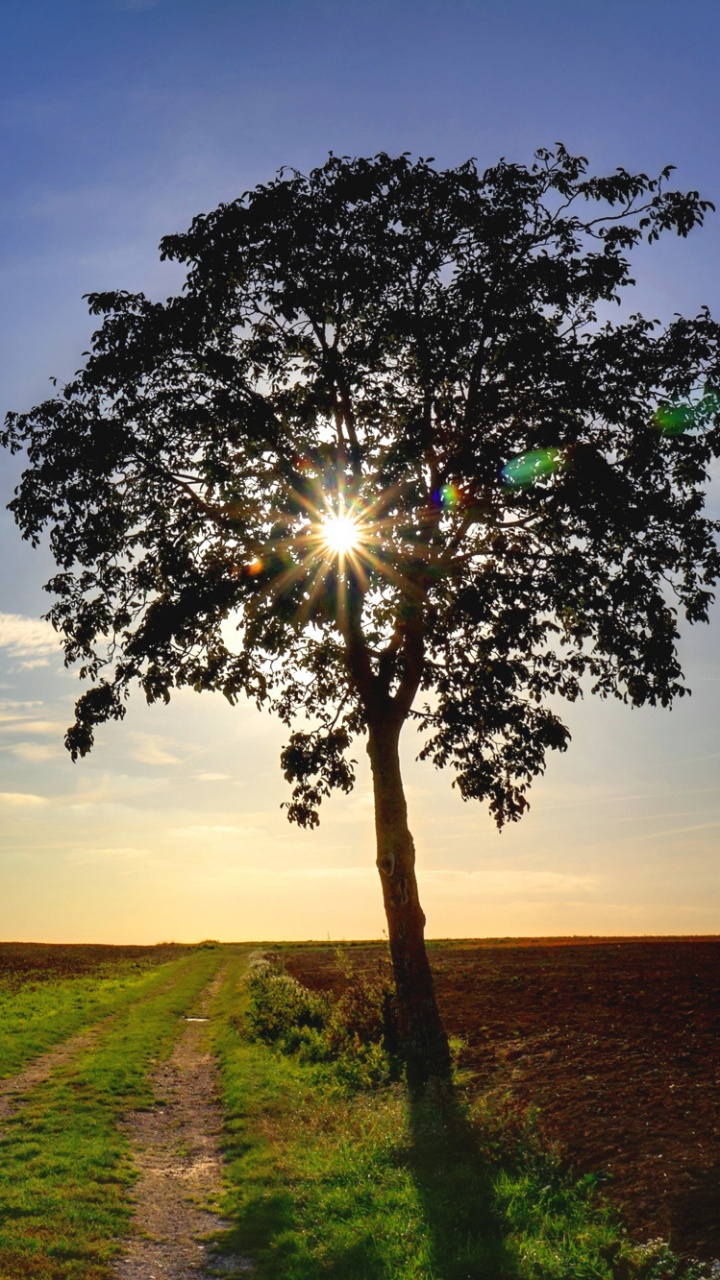 Green Tree on Green Grass Field Under Blue Sky During Daytime. Wallpaper in 720x1280 Resolution