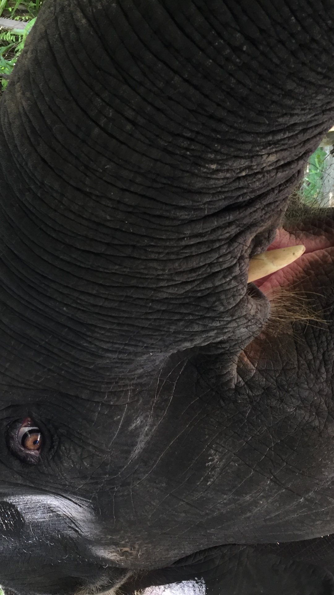 Tailandia, Piel, Los Elefantes y Mamuts, Los Animales Terrestres, Cuello. Wallpaper in 1080x1920 Resolution