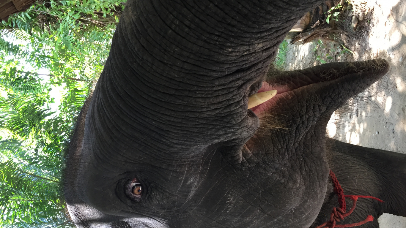 Tailandia, Piel, Los Elefantes y Mamuts, Los Animales Terrestres, Cuello. Wallpaper in 1366x768 Resolution