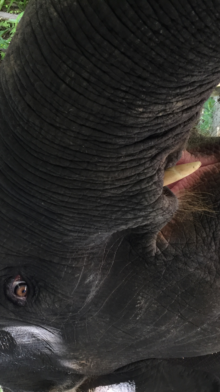 Tailandia, Piel, Los Elefantes y Mamuts, Los Animales Terrestres, Cuello. Wallpaper in 750x1334 Resolution