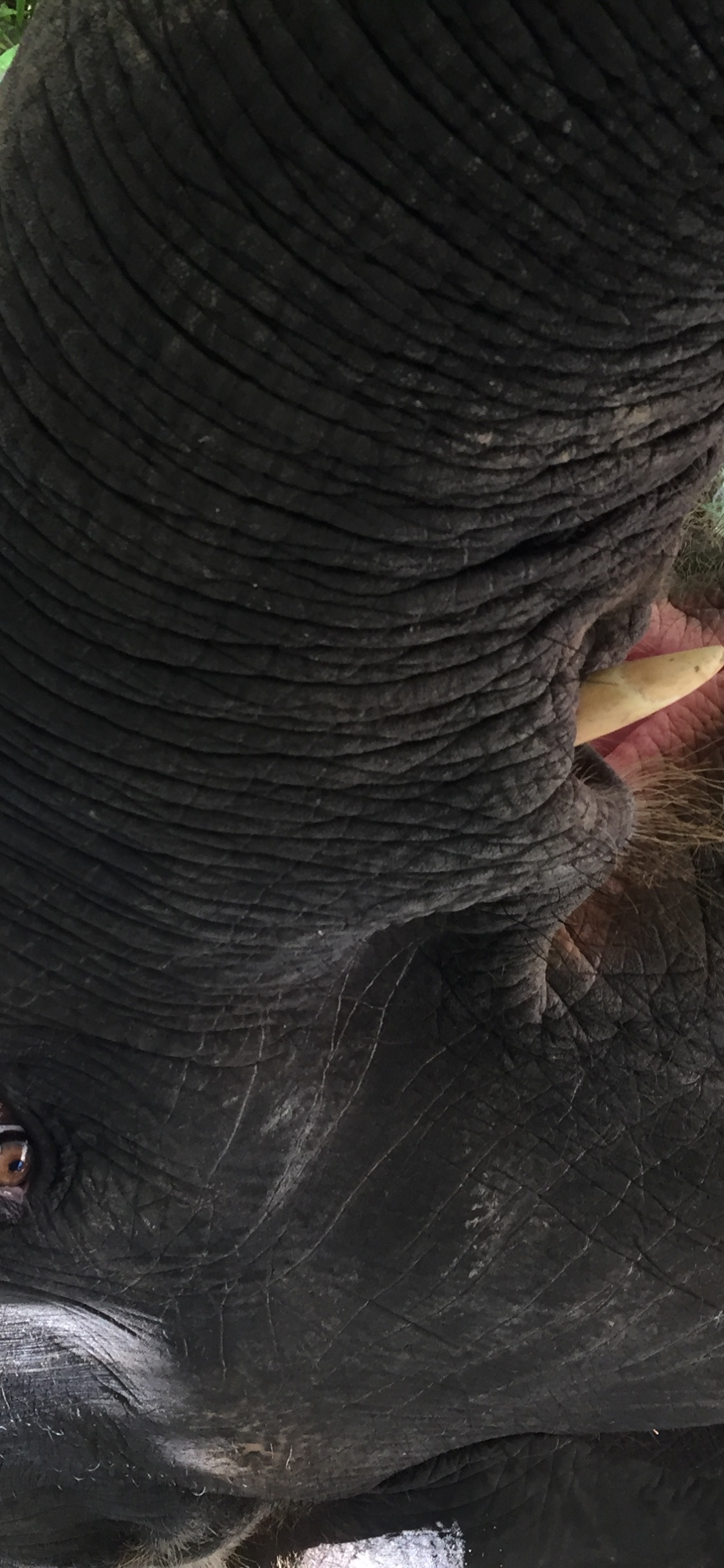 Thailand, Haut, Elefanten Und Mammuts, Terrestrische Tier, Hals. Wallpaper in 1125x2436 Resolution