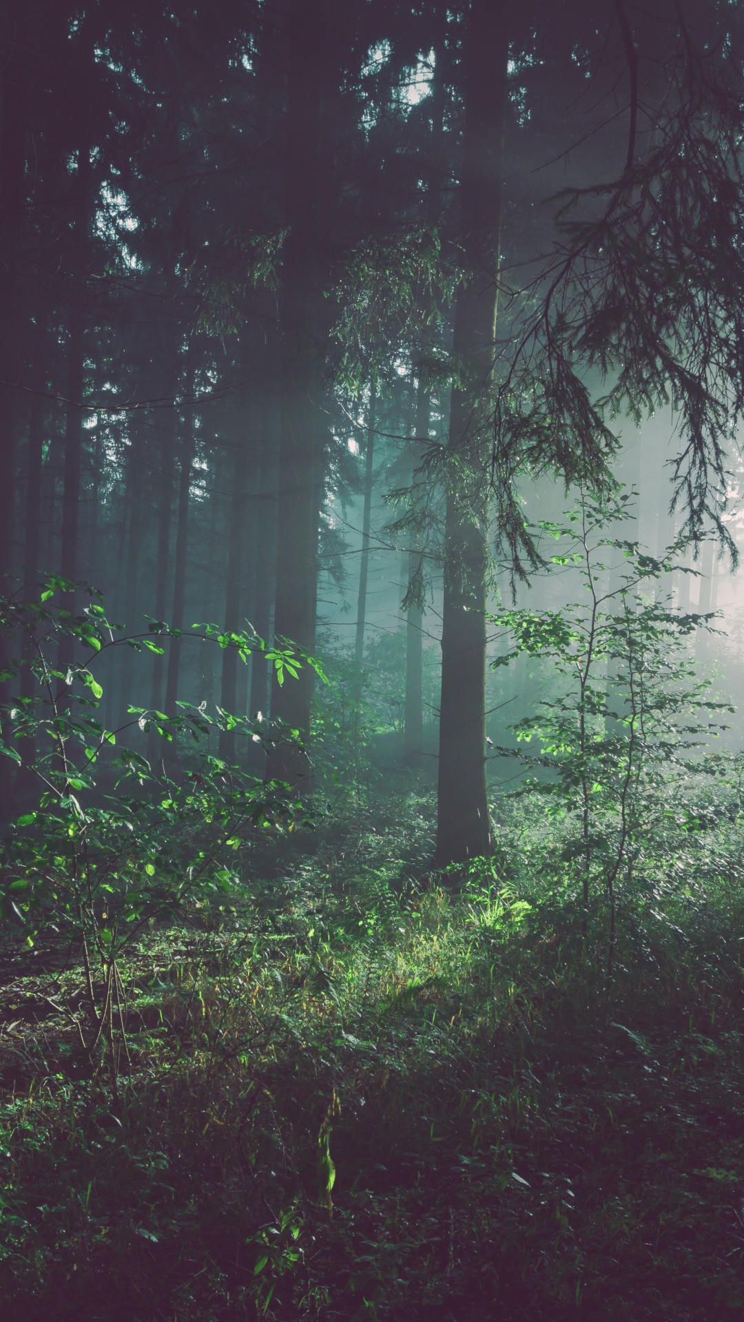 Wald-Archetyp, Wald, wo Der Wald Auf Die Sterne Trifft, Baum, Waldbewirtschaftung. Wallpaper in 1080x1920 Resolution