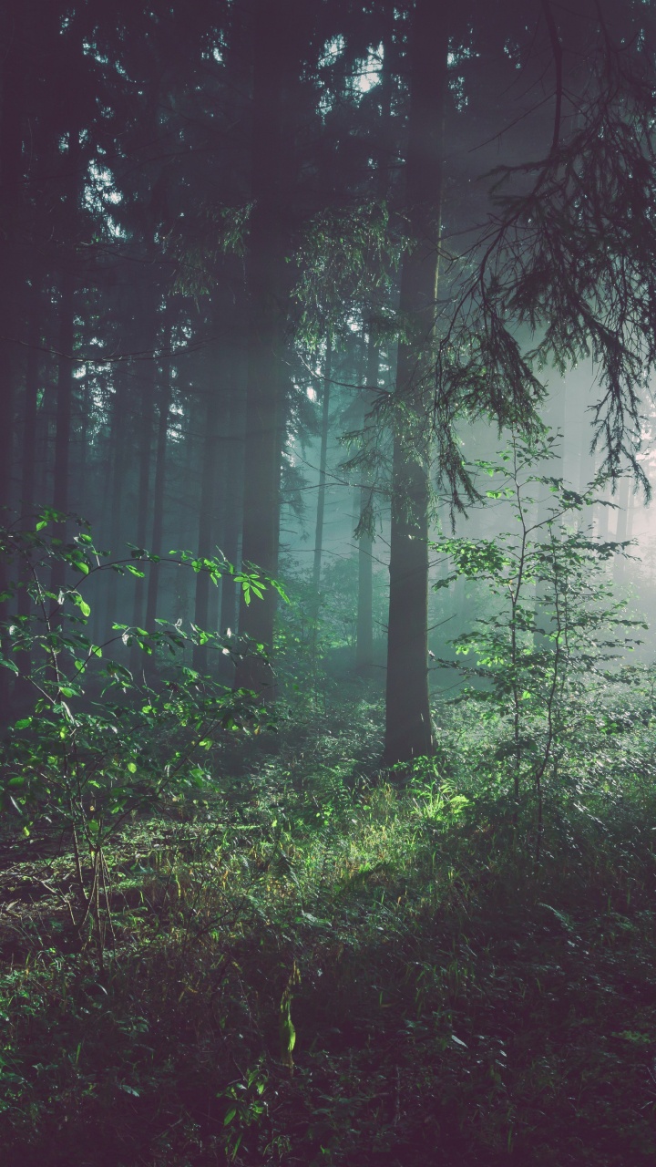 Wald-Archetyp, Wald, wo Der Wald Auf Die Sterne Trifft, Baum, Waldbewirtschaftung. Wallpaper in 720x1280 Resolution