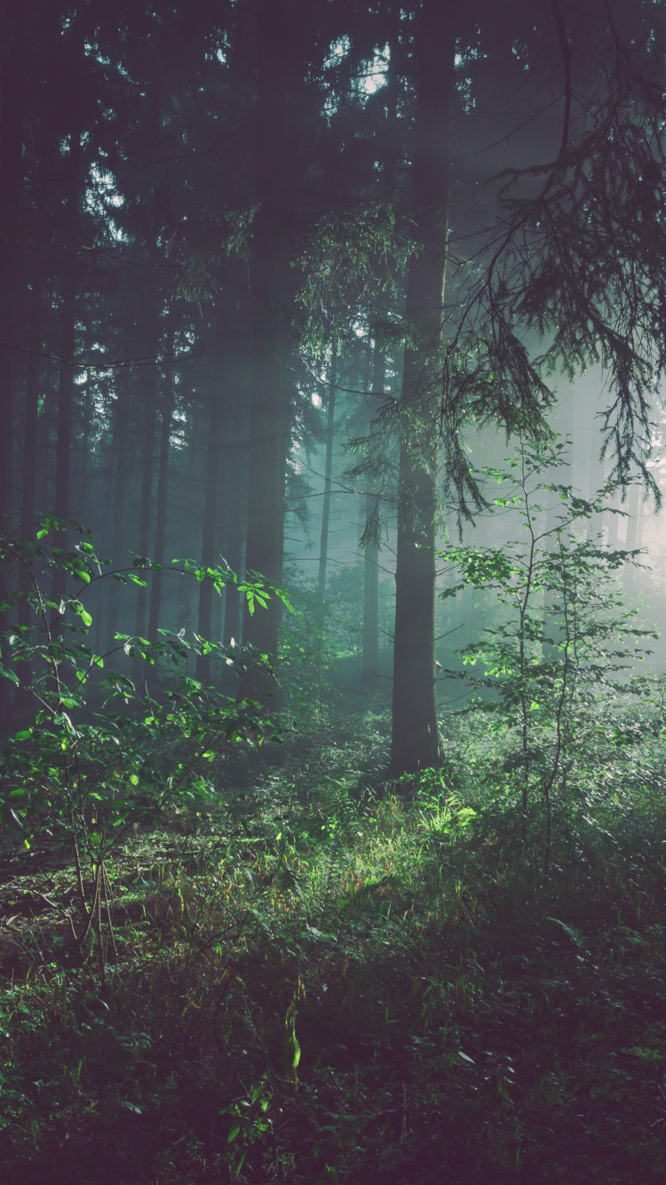 Wald-Archetyp, Wald, wo Der Wald Auf Die Sterne Trifft, Baum, Waldbewirtschaftung. Wallpaper in 750x1334 Resolution