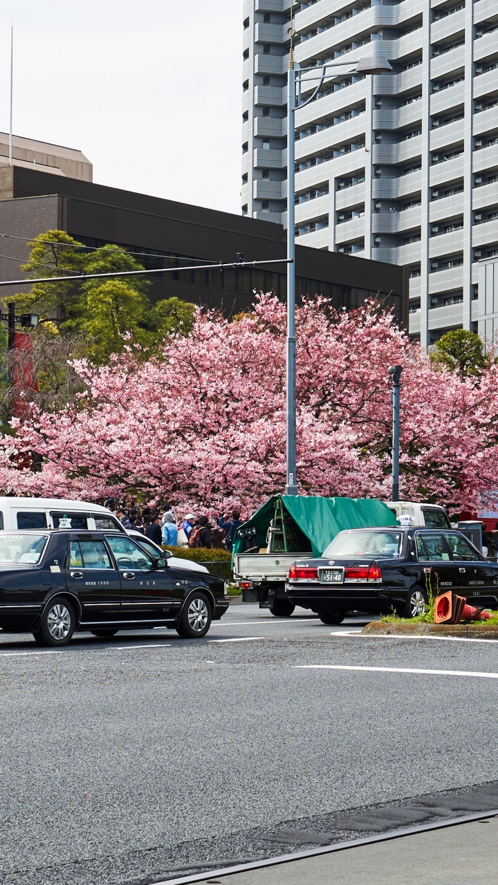 街区, 木本植物, 家庭用车, 街, 小型汽车 壁纸 720x1280 允许