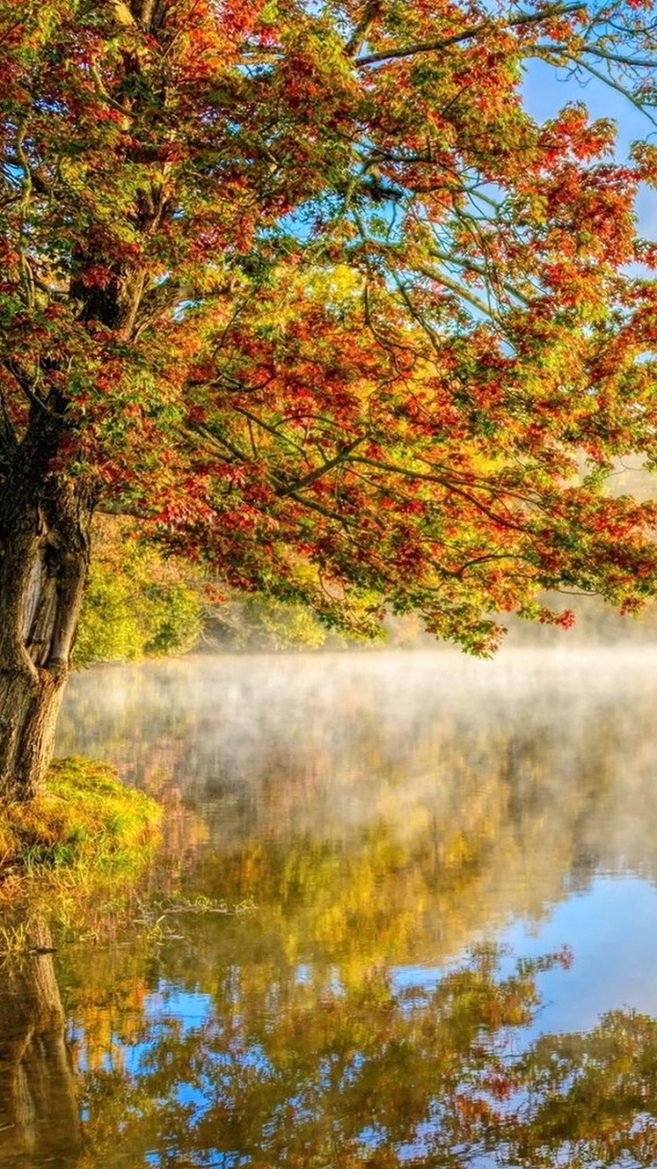 Yellow and Green Trees Beside Lake Under Blue Sky During Daytime. Wallpaper in 720x1280 Resolution